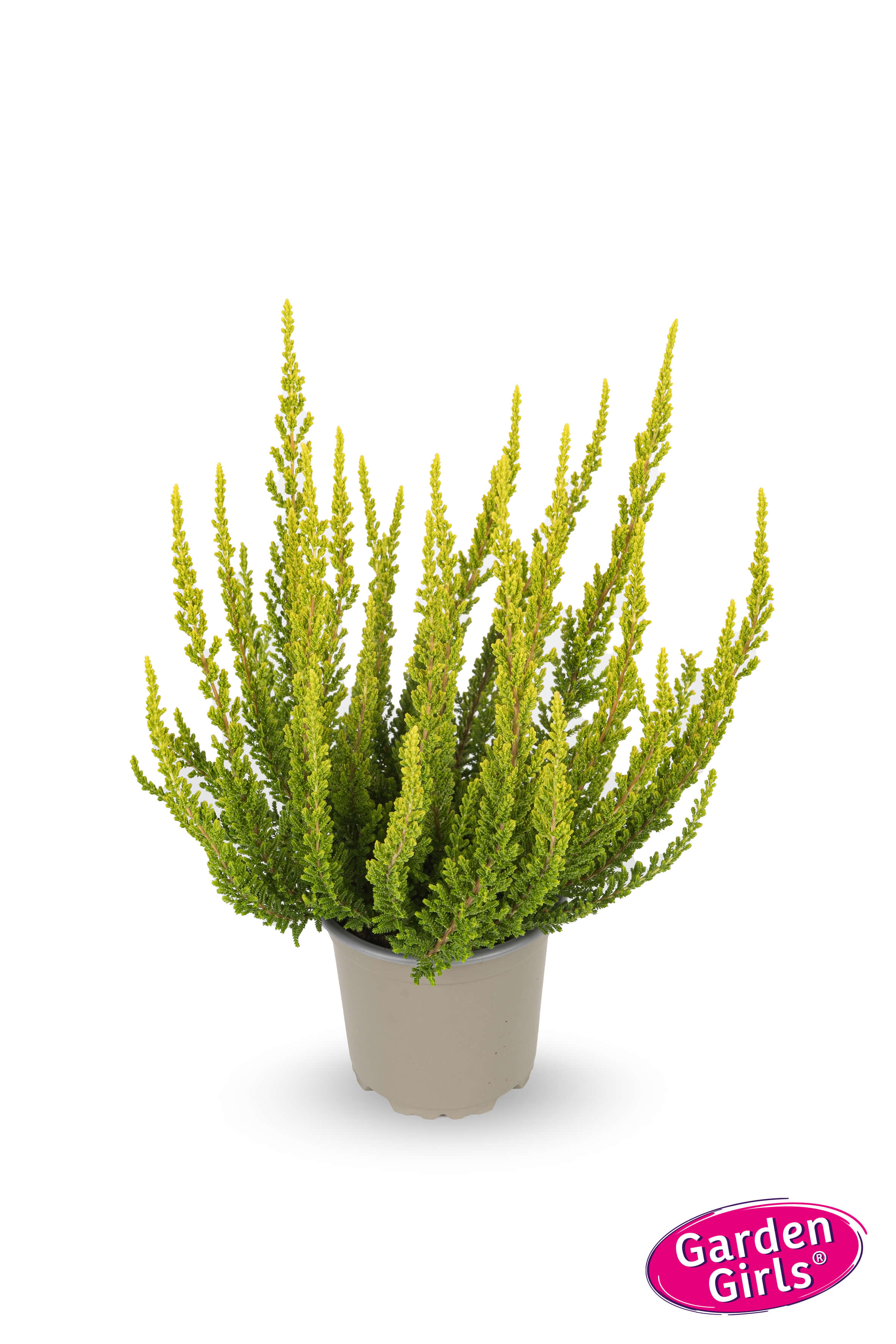  Knospenheide (Calluna vulgaris) Sunset Girls Zeta 