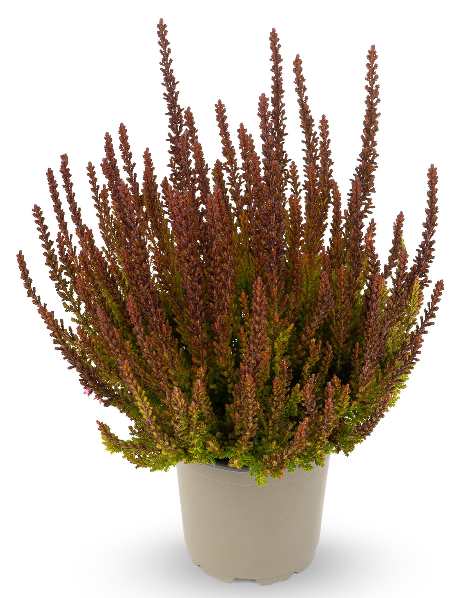  Knospenheide (Calluna vulgaris) Sunset Girls Zorina 