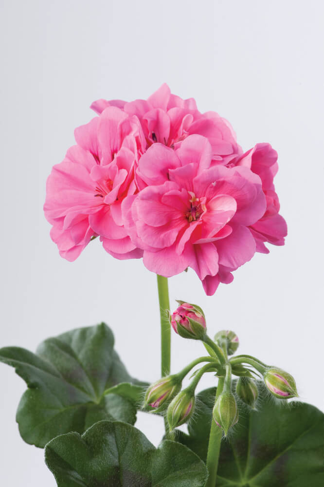 Geranie hängend (Pelargonium peltatum) | rosa | 2 Stück 