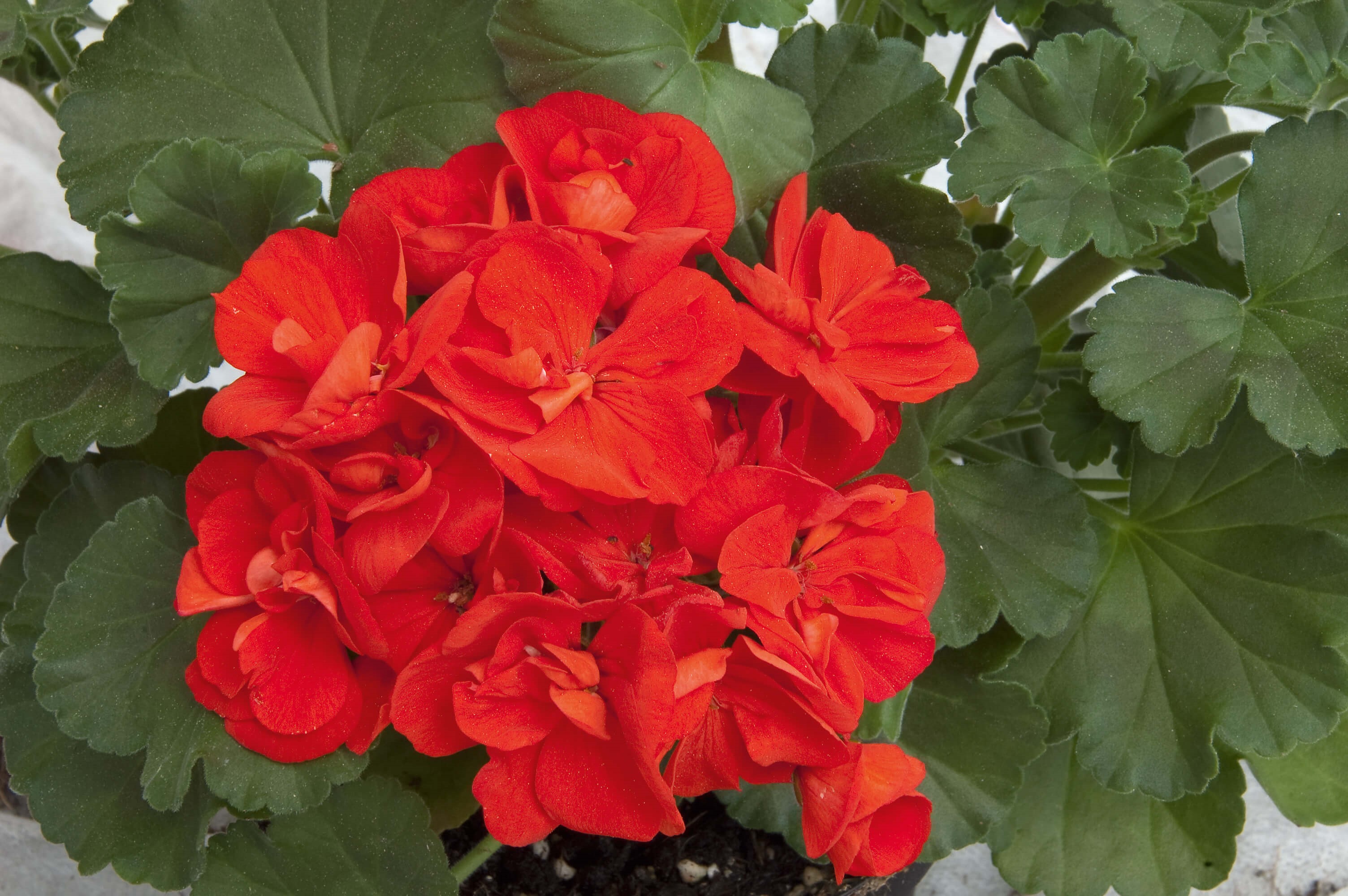 Geranie stehend (Pelargonium zonale) | rot | 2 Stück