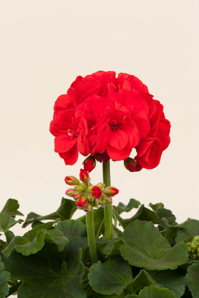 Geranie stehend (Pelargonium zonale) | rot | 2 Stück