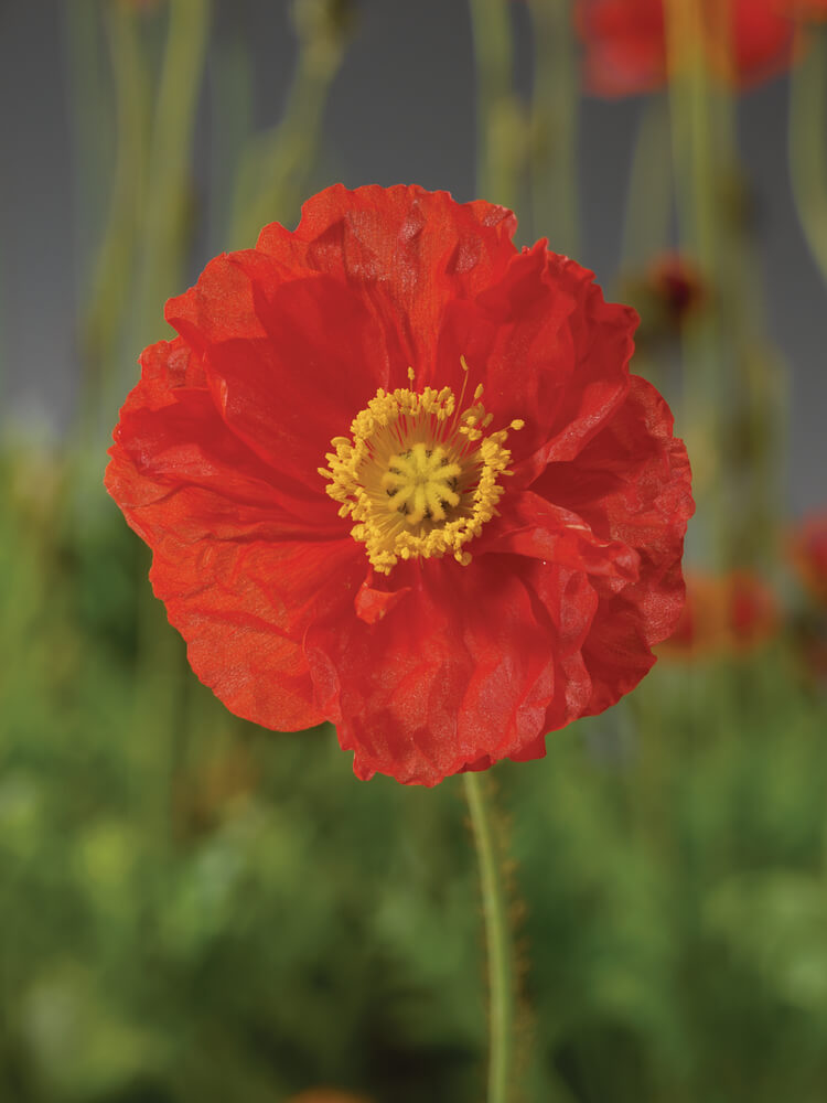 Island-Mohn (Papaver nudicaule) rot T12 - winterhart 