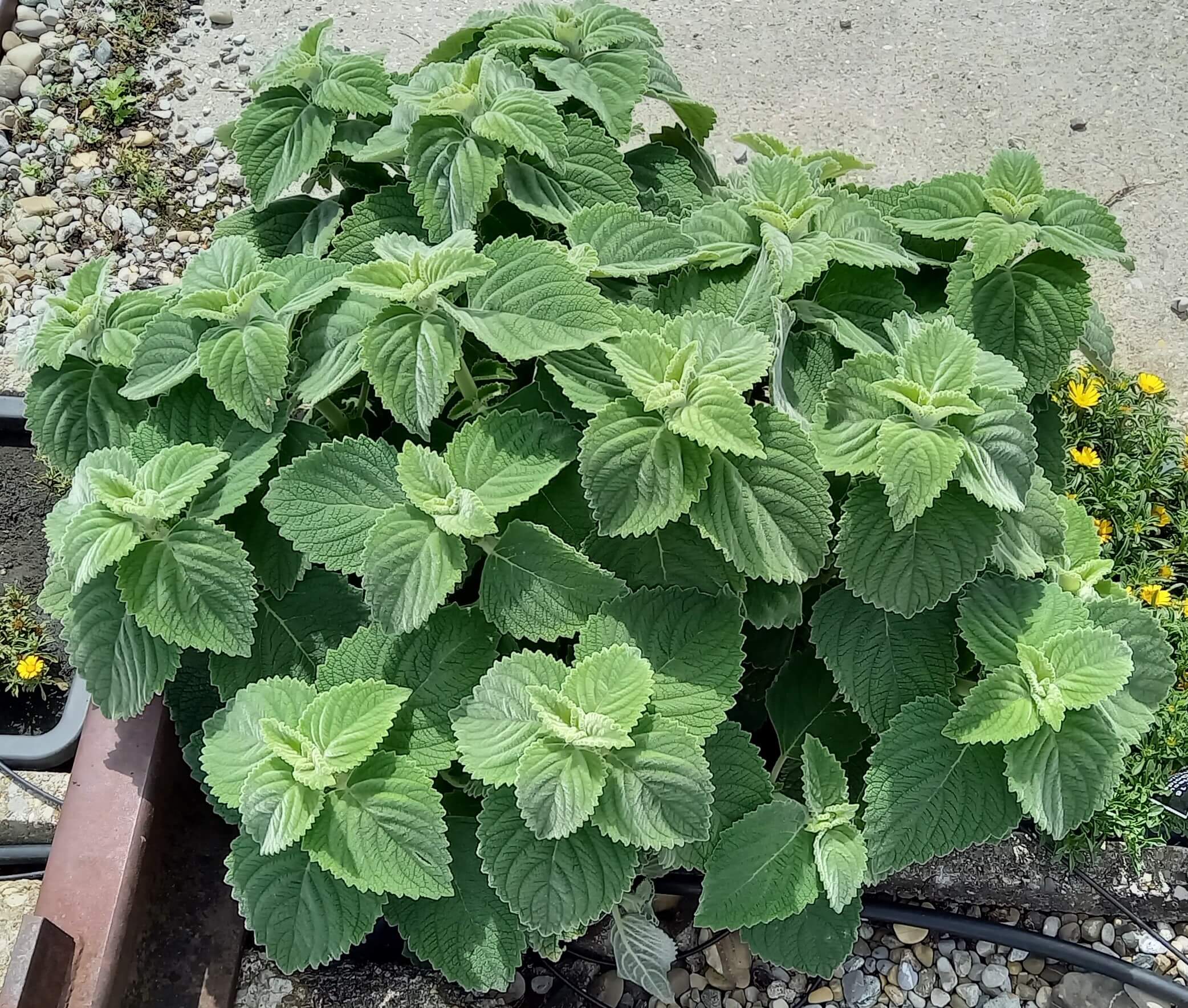 Australisches Zitronenblatt (Plectranthus species) T12