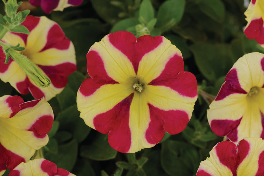Petunie (Petunia) 'Amore® Queen of Hearts' T12