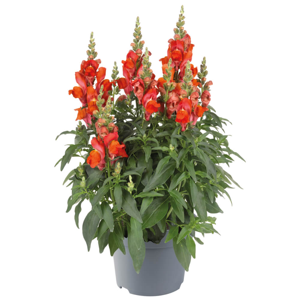 Löwenmaul (Antirrhinum majus) 'Candy Tops' T12 Löwenmaul (Antirrhinum majus) 'Candy Tops' T12
