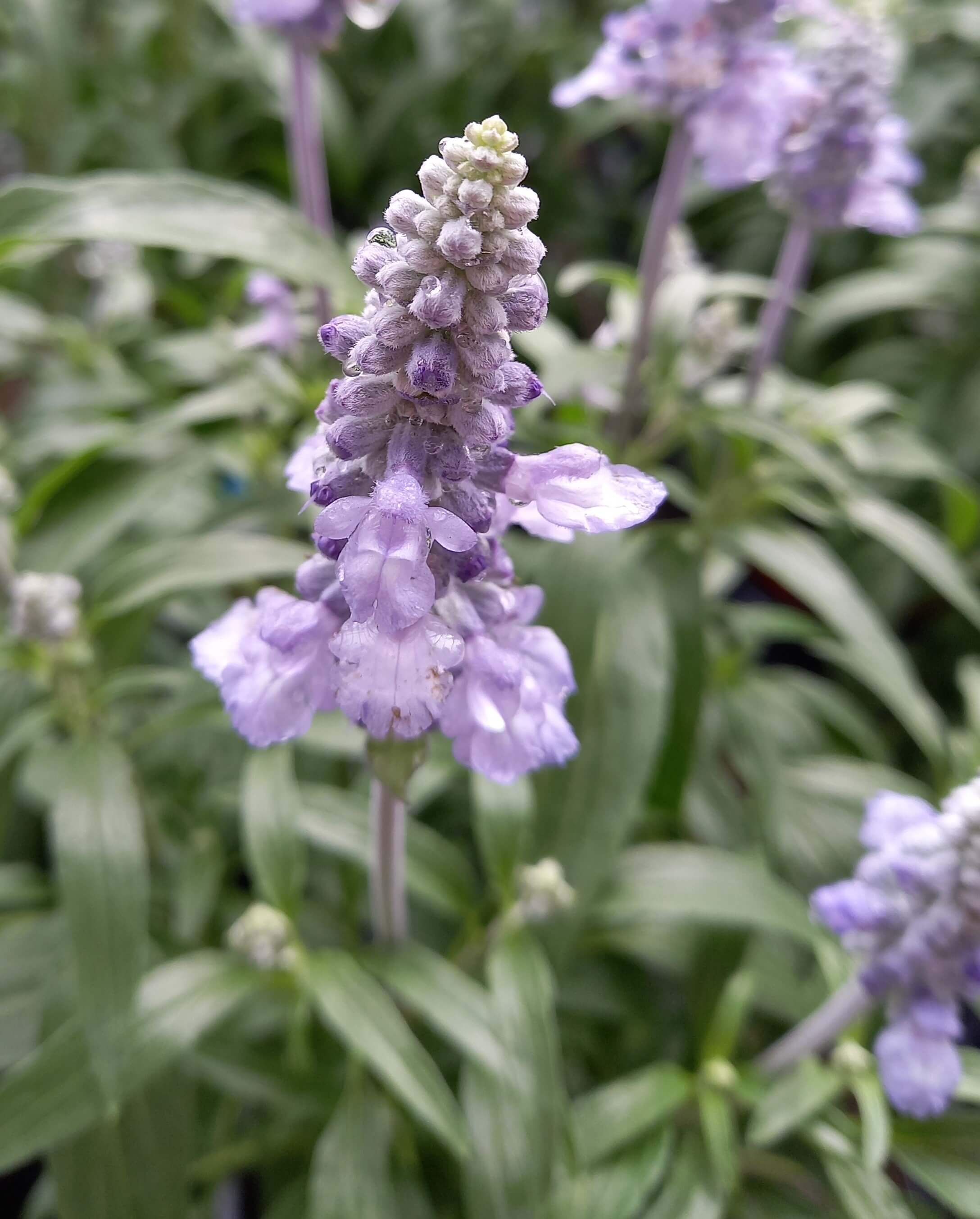 Mehlsalbei (Salvia farinacea) 'Farina Silver Blue' T12 
