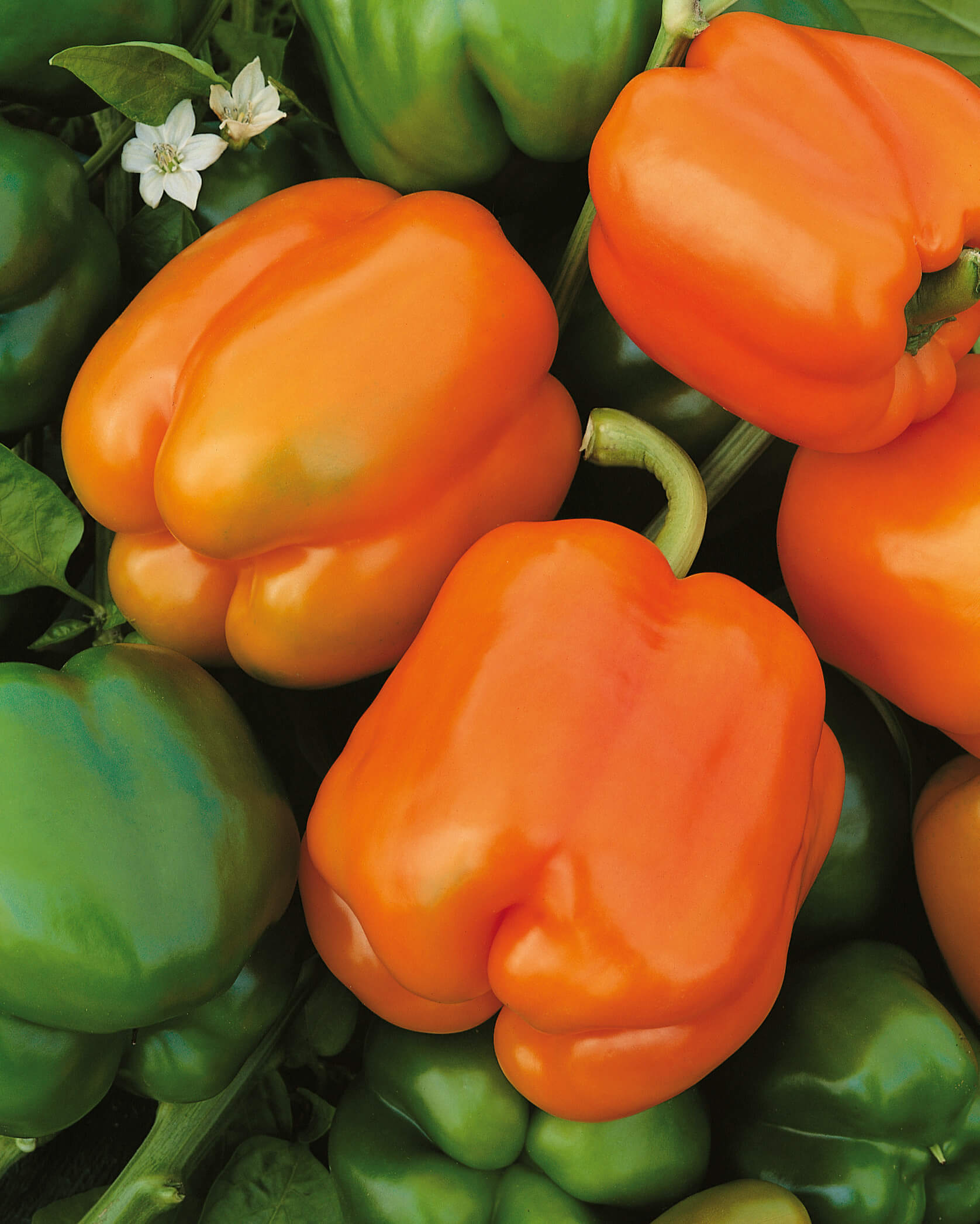 Paprika_Oreny © Graines Voltz Paprika im Spar-Set | 3 Stück