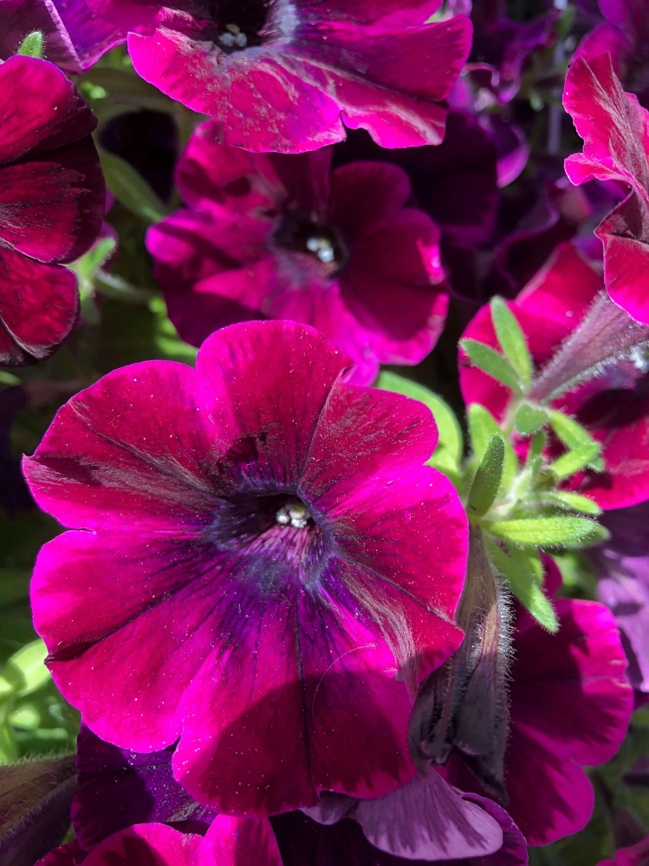 Petunie (Petunia) 'Sweetunia™ Johnny Flame' T12