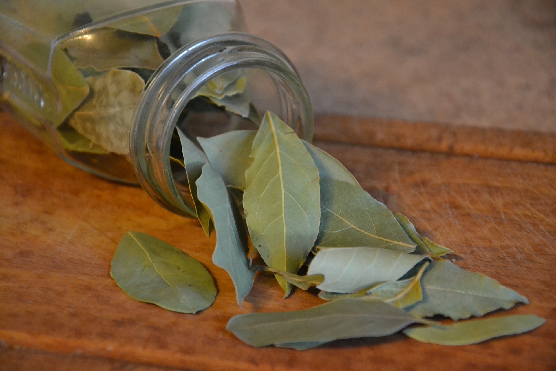 Echter Lorbeer (Laurus nobilis) T12