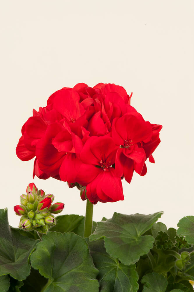 Geranie stehend (Pelargonium zonale) | rot | 2 Stück