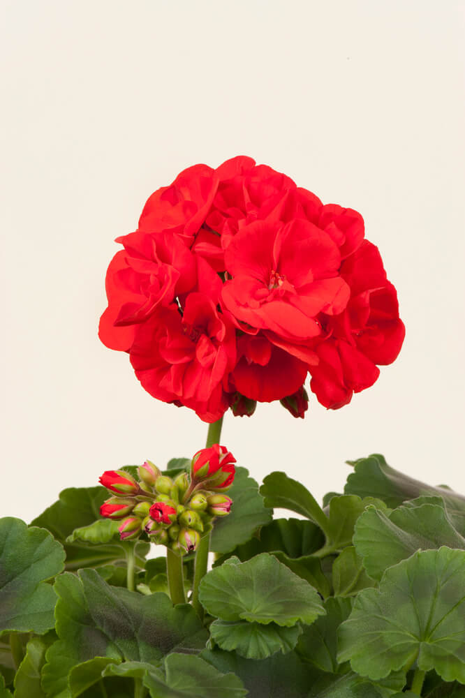 Geranie stehend (Pelargonium zonale) | rot | 2 Stück