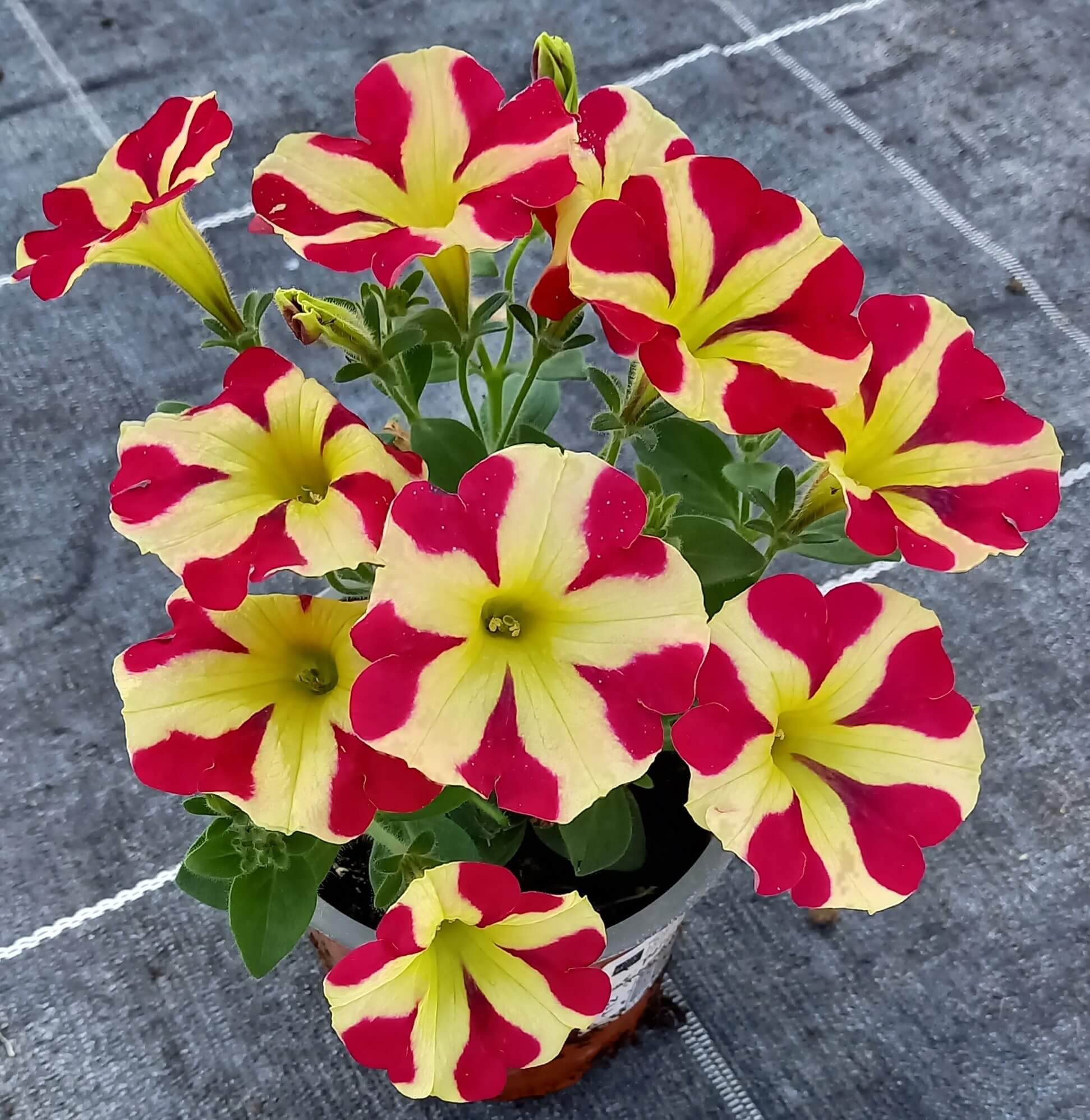 Petunie (Petunia) 'Amore® Queen of Hearts' T12