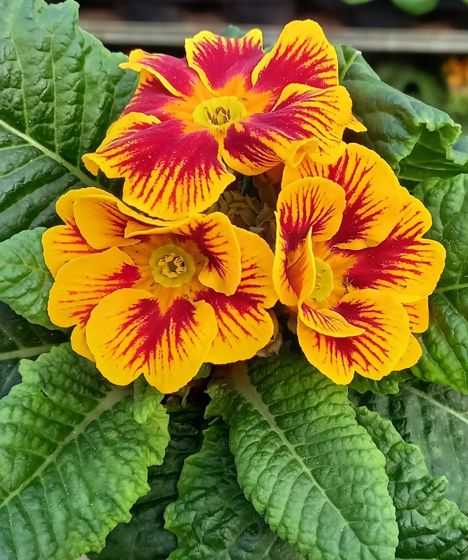 Primel (Primula vulgaris) 'etangi® ' | 4 Stück