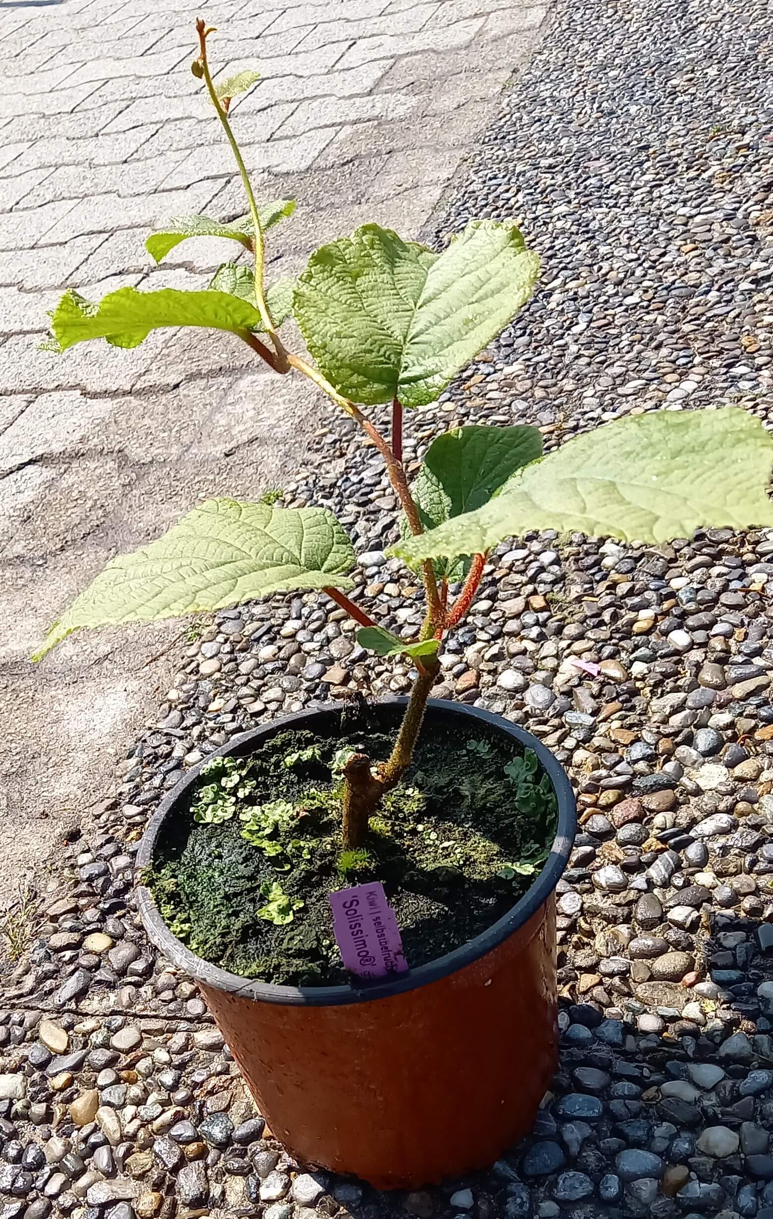 Kiwi (Actinidia deliciosa) 'Solissimo®' T17, selbstfruchtend - winterhart