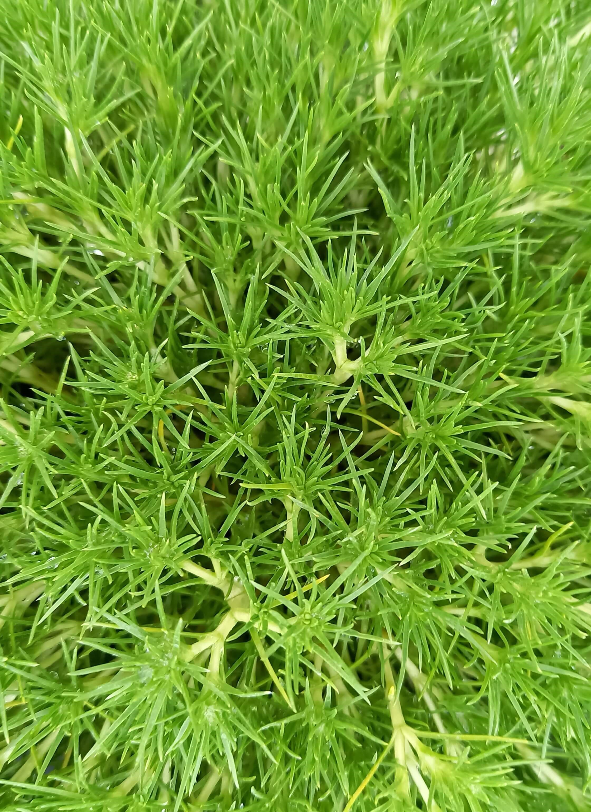 Neuseeländer Knäuel (Scleranthus uniflorus) 'Hedgehog' T12 - winterhart -