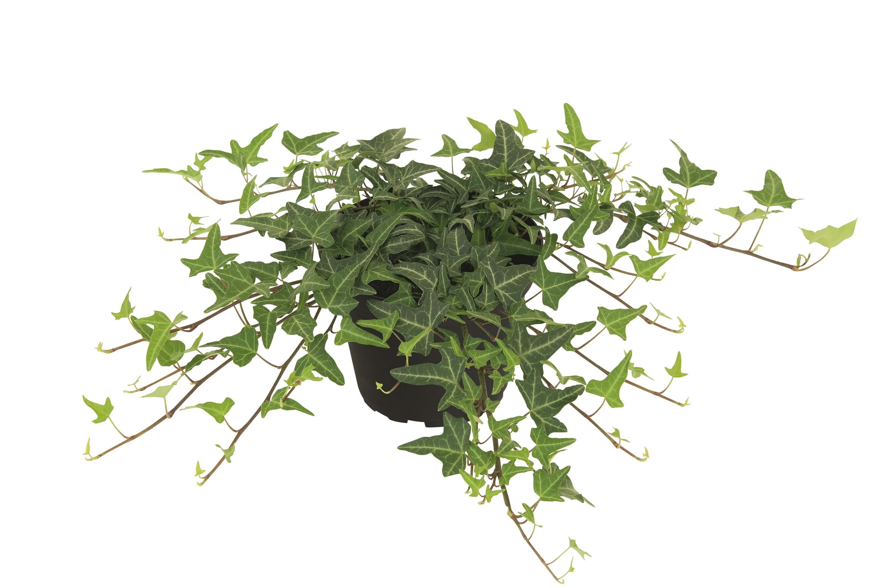 Efeu (Hedera helix) 'Philosoph' T12  - winterhart