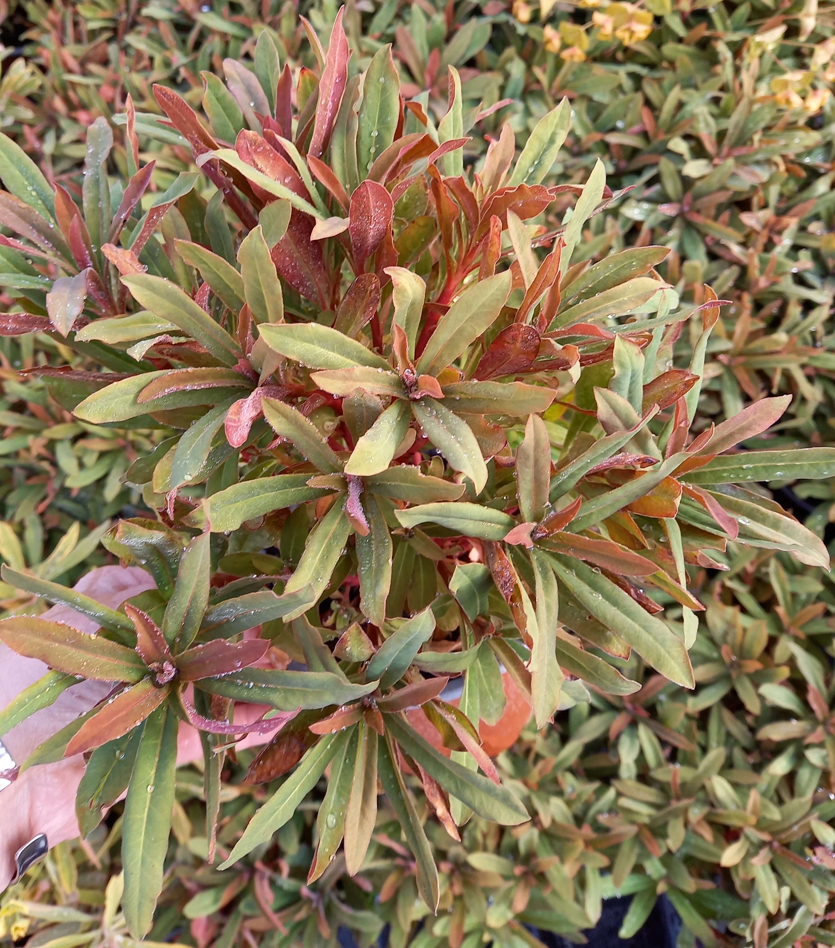 Mandelblättrige Wolfsmilch (Euphorbia amygdaloides) 'Xenia' T12 - winterhart 
