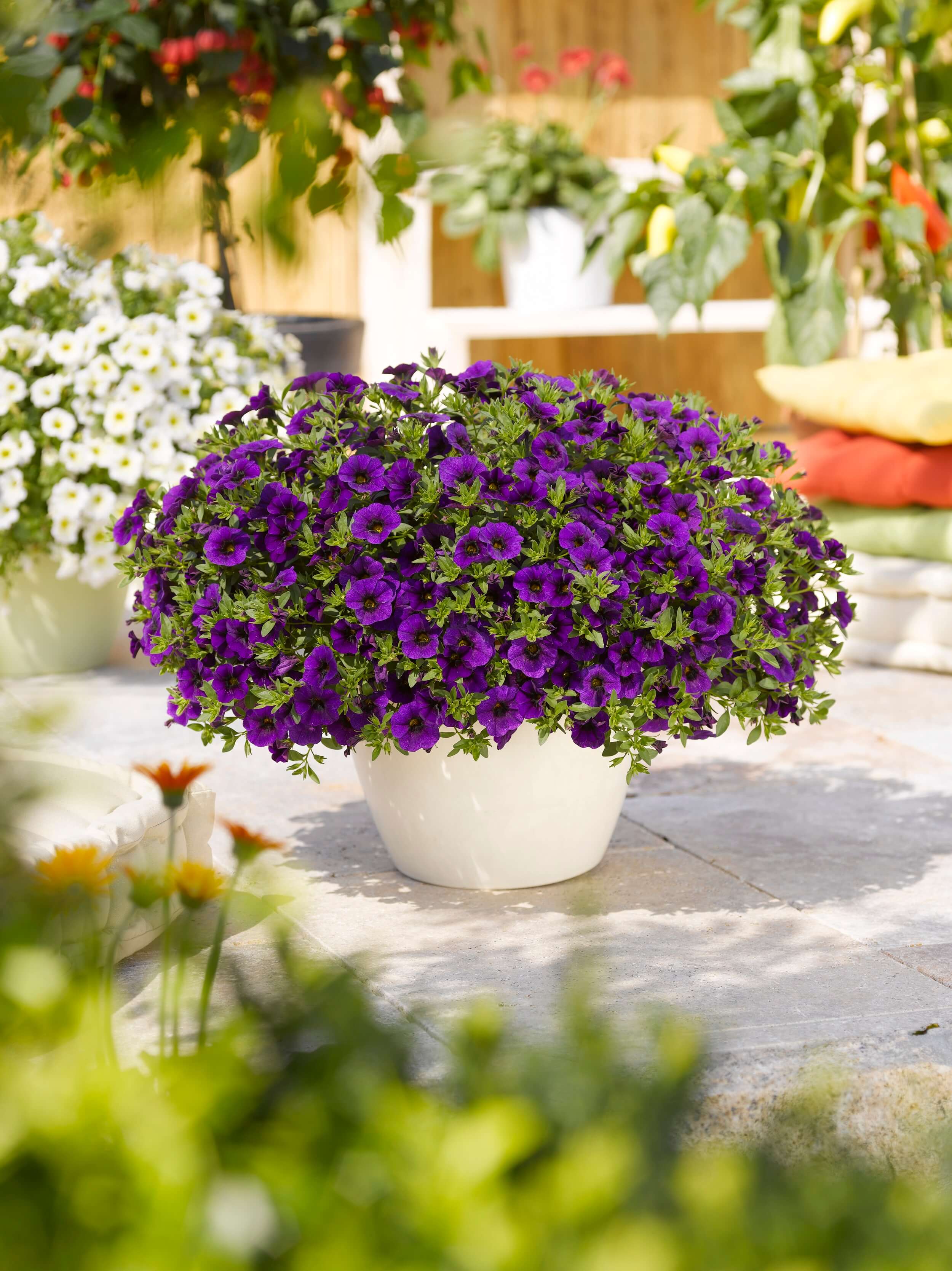 Zauberglöckchen (Calibrachoa) dunkelblau/lila