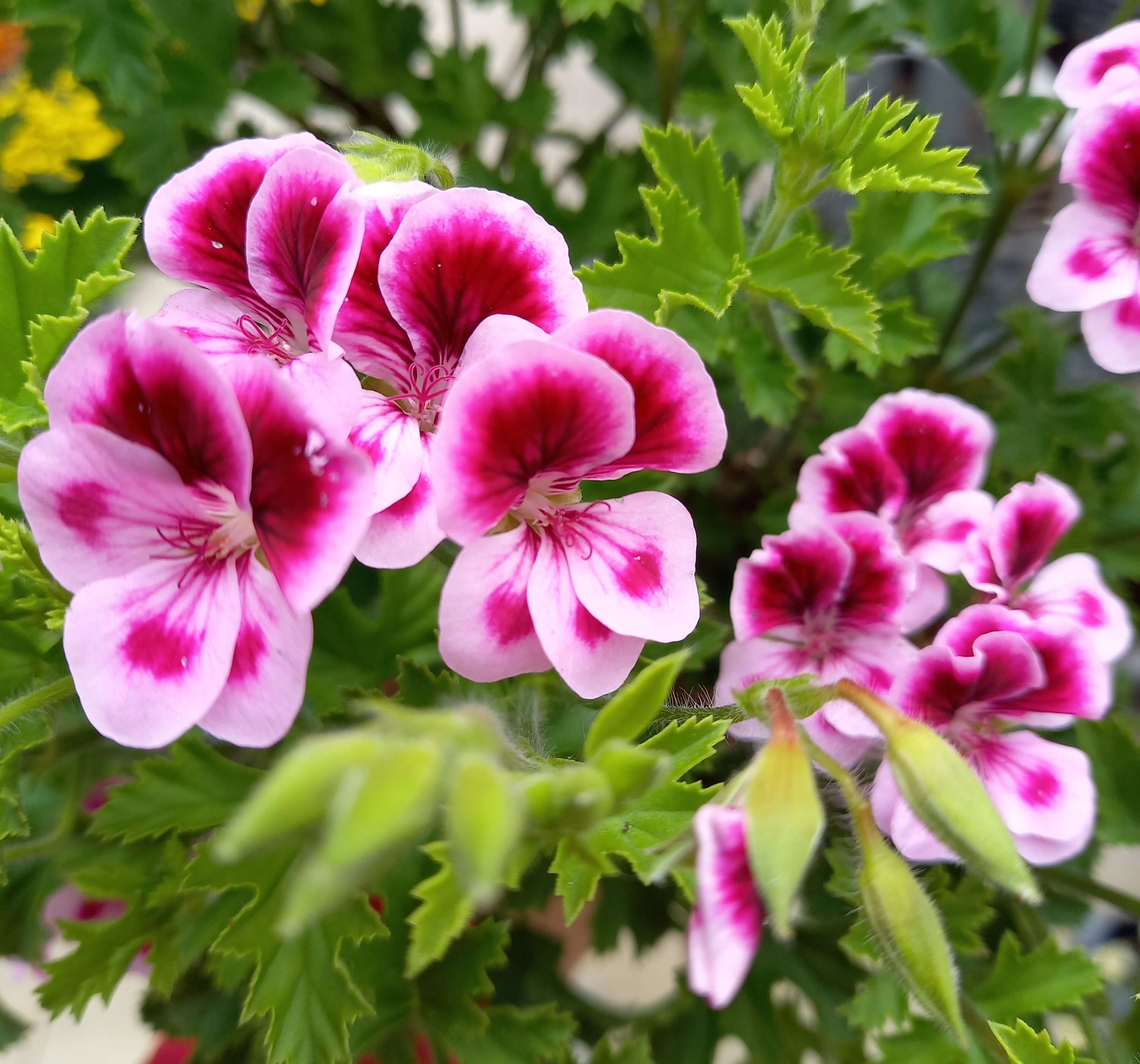 Schmetterlingsgeranie (Pelargonium crispum) 'Angeleyes® Randy' T12