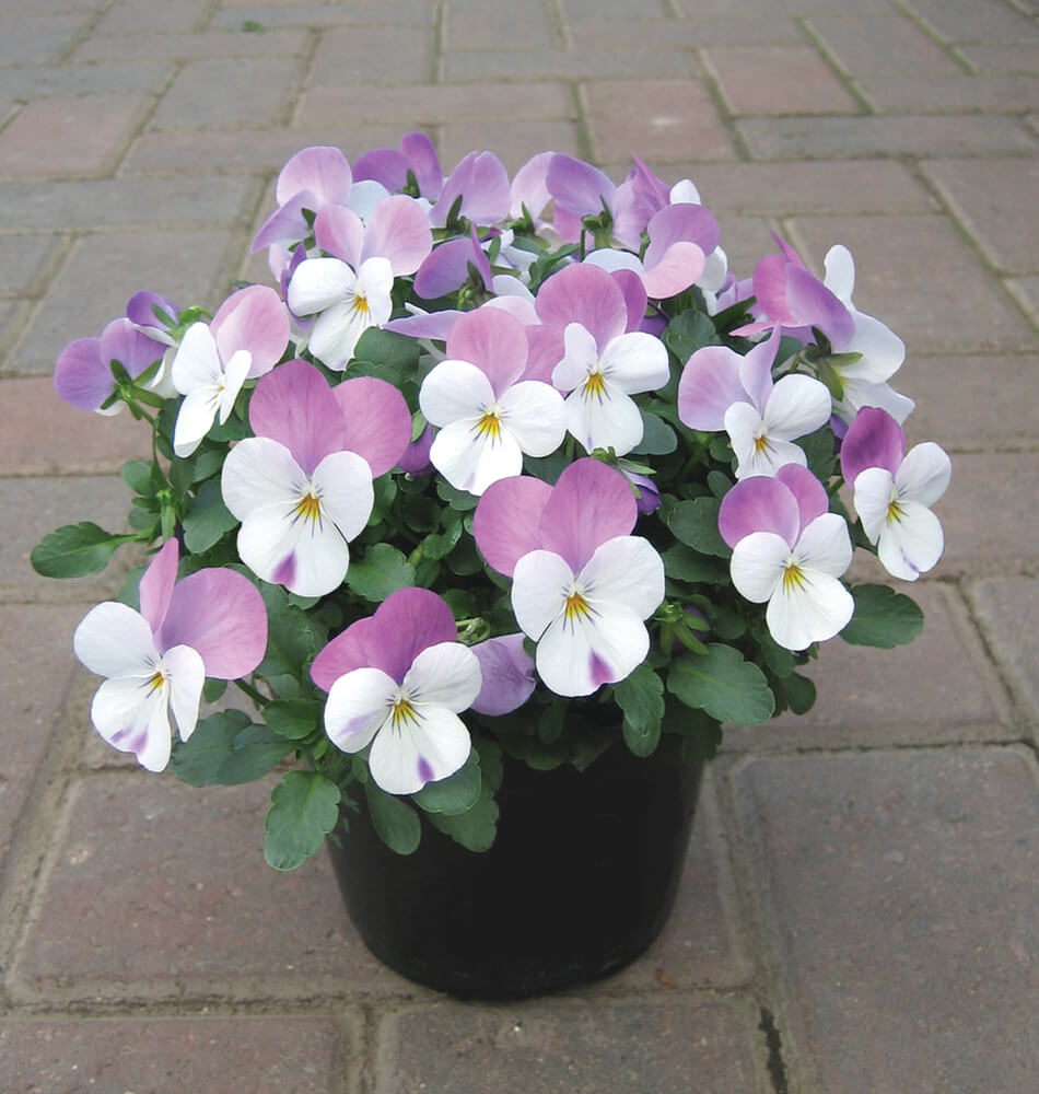 Hornveilchen (Viola cornuta) 'Pink Wing' T9 | 3 Pflanzen  