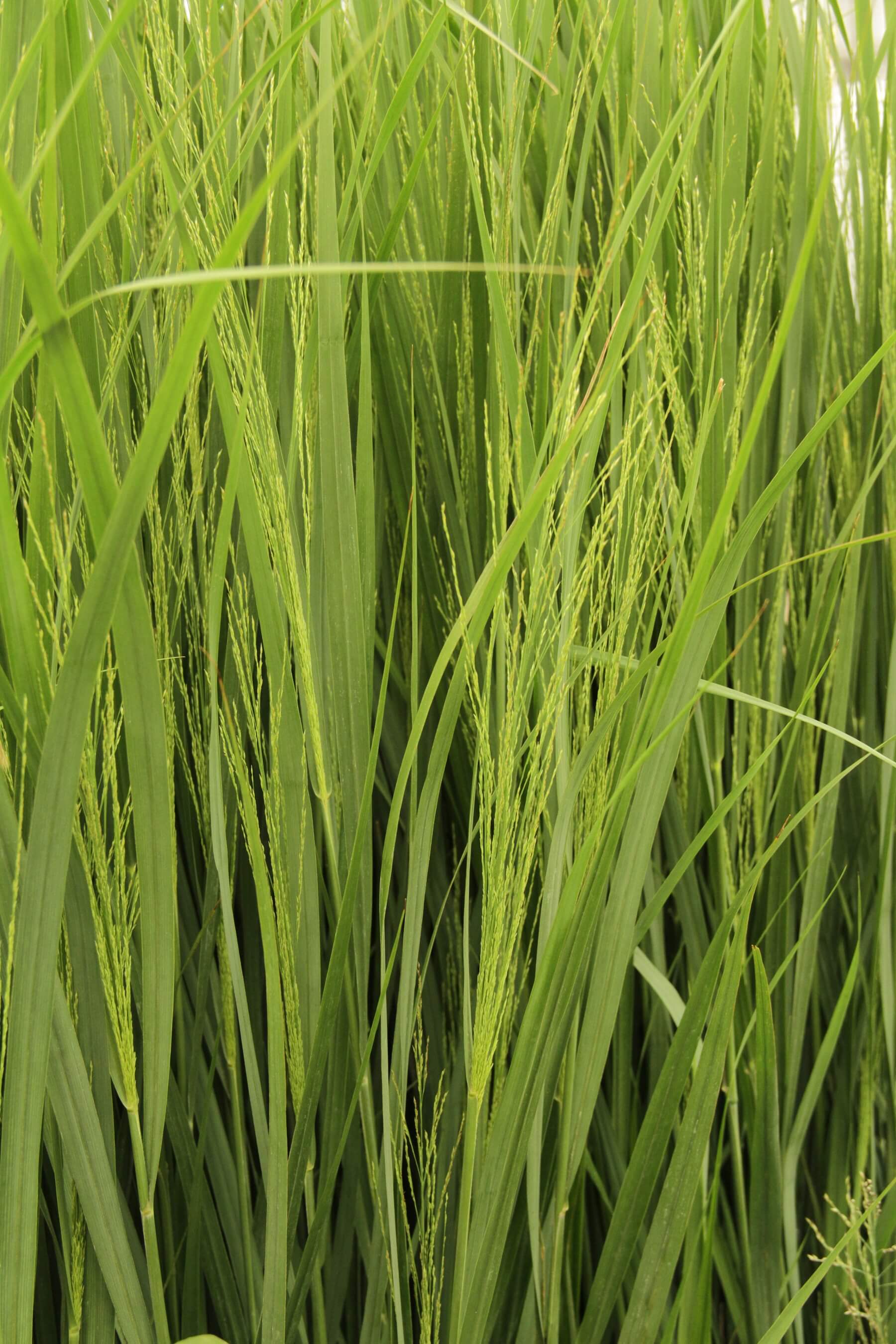 Rutenhirse (Panicum virgatum) 'North Wind' T19 - winterhart 