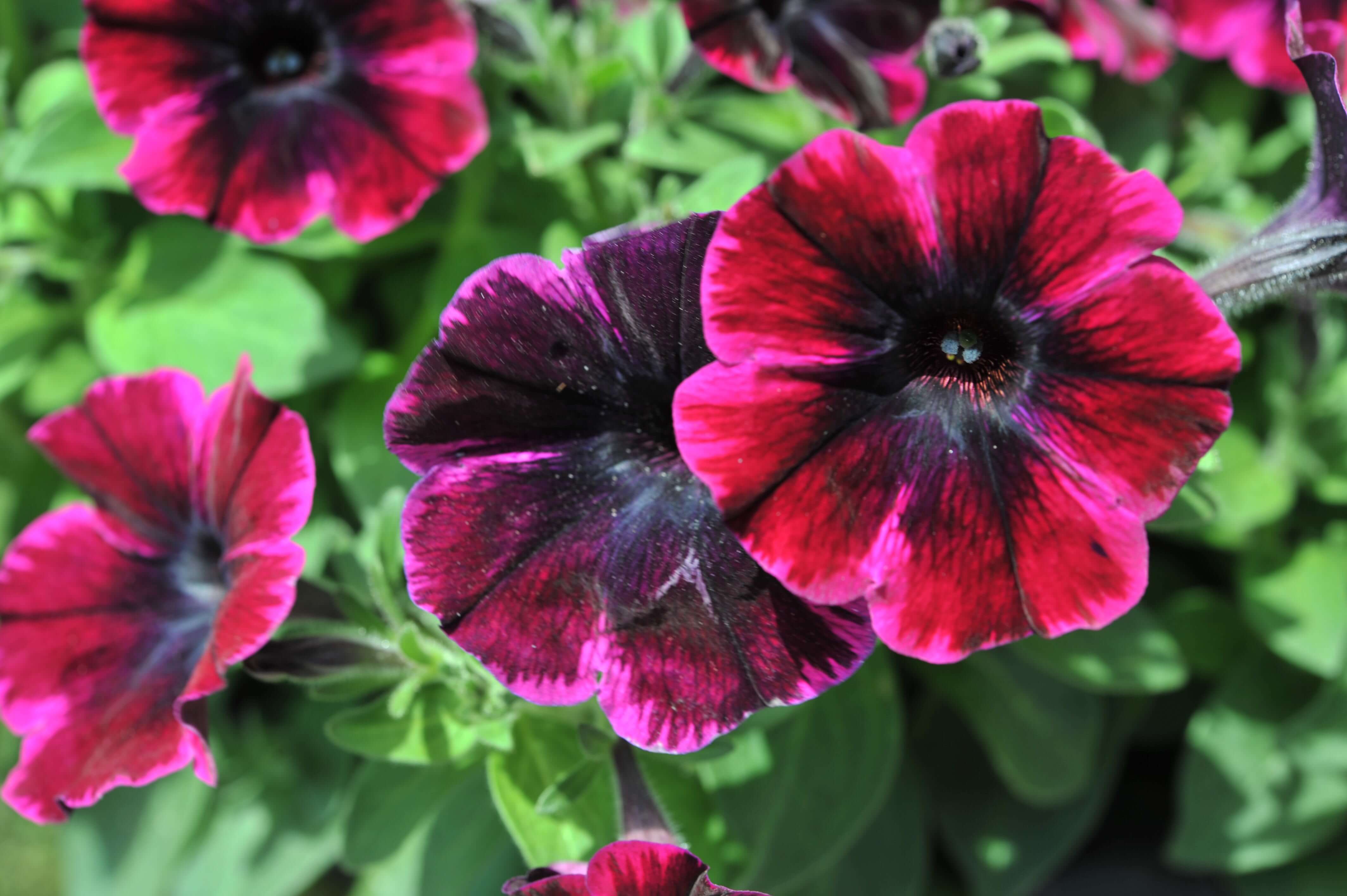 Petunie (Petunia) 'Sweetunia™ Johnny Flame' T12