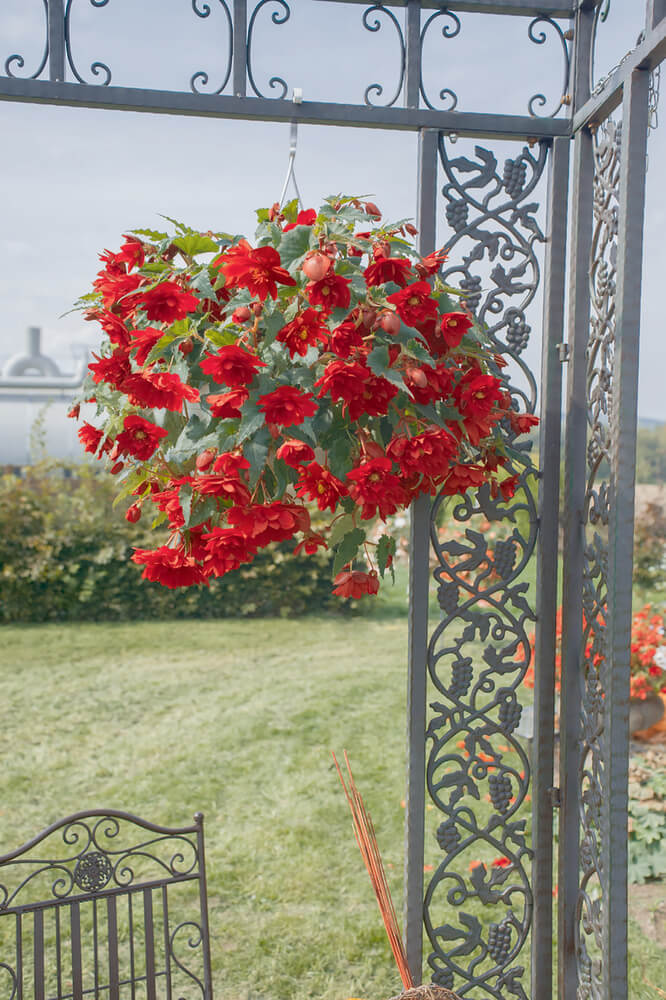 Knollenbegonie (Begonia tuberhybrida) 'Illumination® Scarlet' T12 