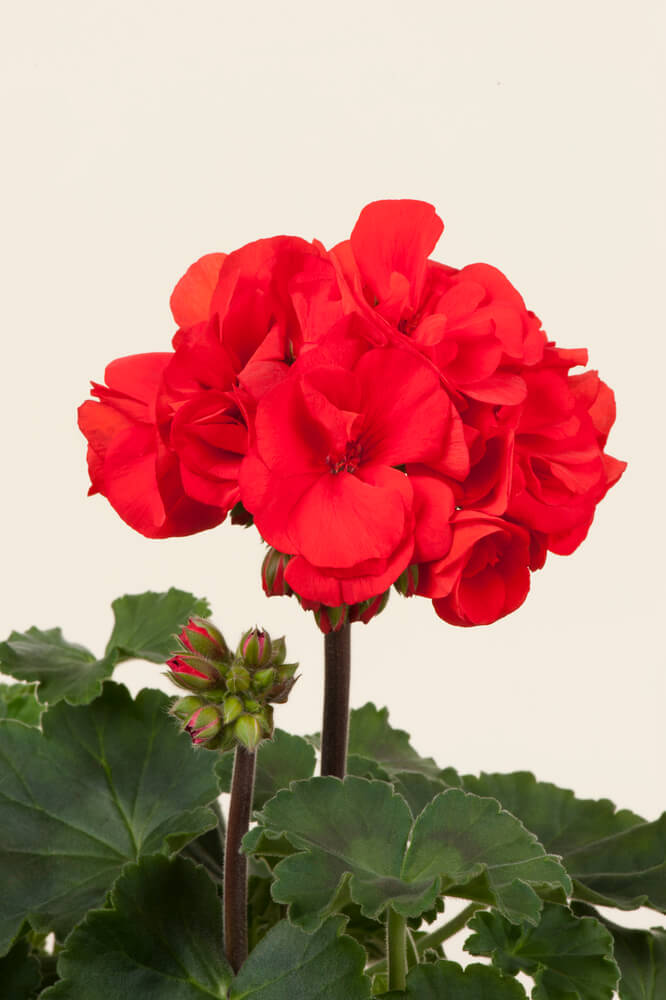 Geranie stehend (Pelargonium zonale) | rot | 2 Stück