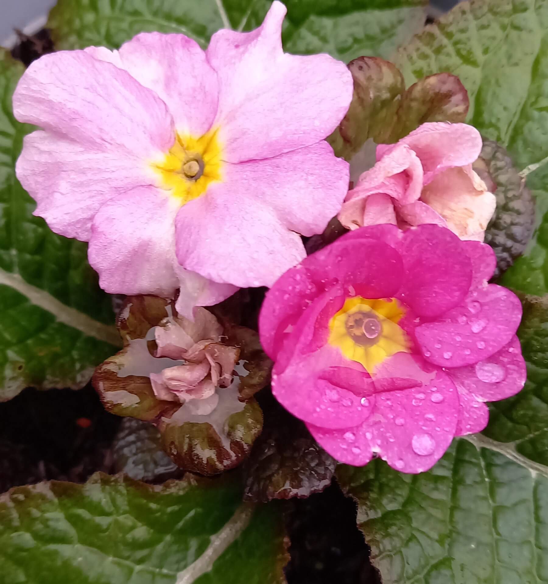 Neuheit! Primel, winterhart (Primula vulgaris) 'Obsidian Rose Antique' T11
