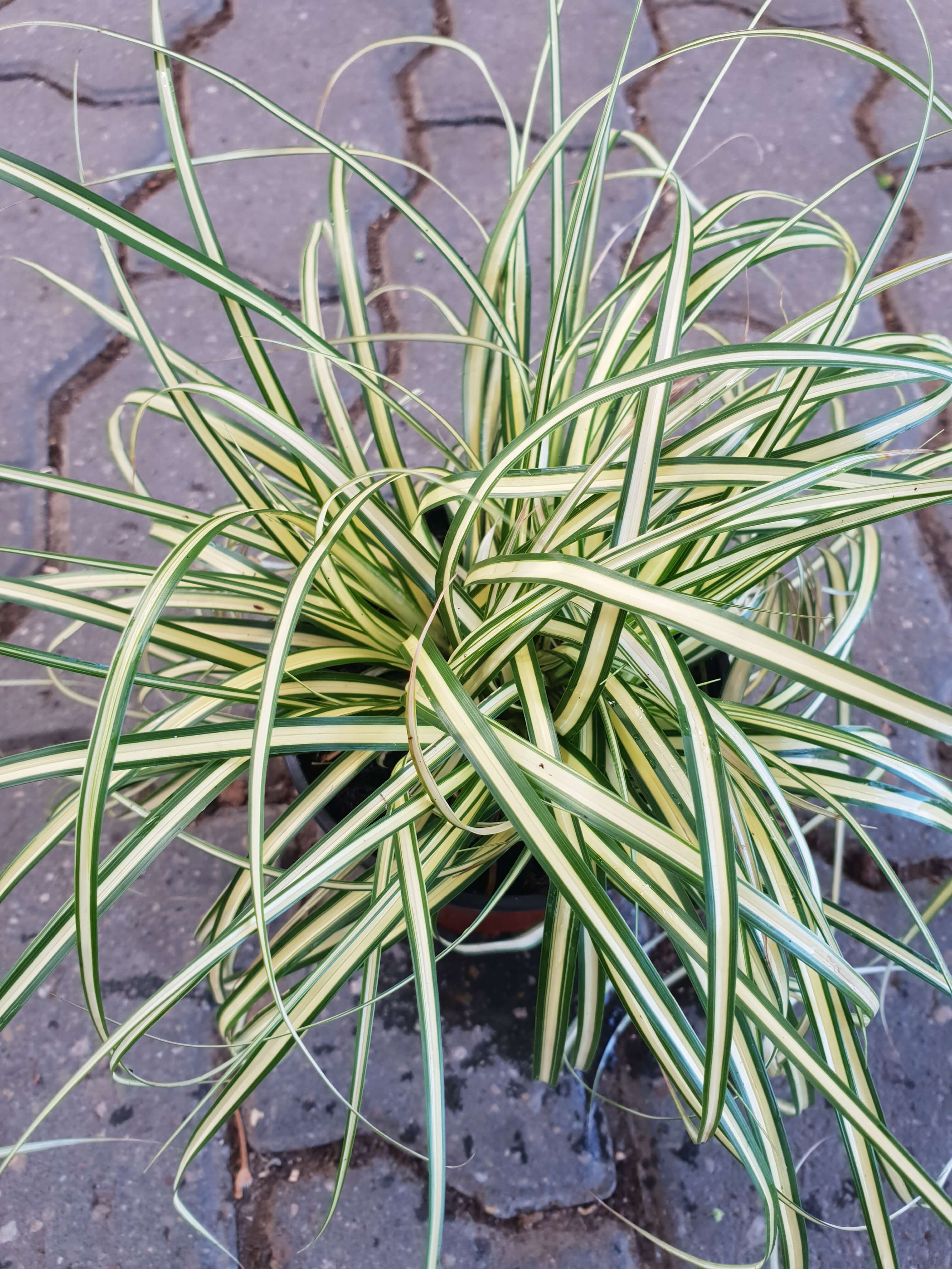 Goldsegge (Carex oschimensis) 'Evergold' T11/12 - winterhart 