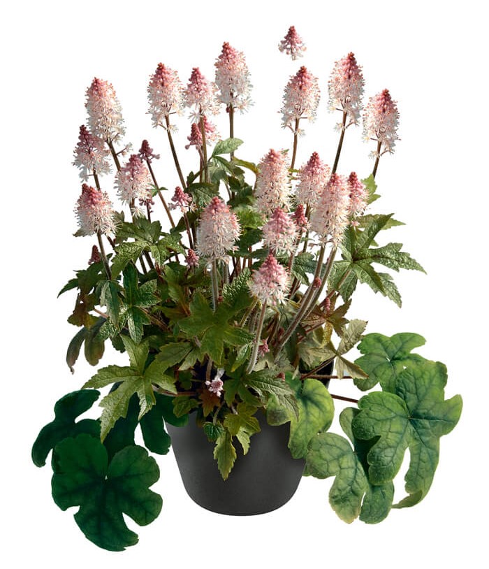 Schaumblüte (Tiarella) 'Pink Torch' T12 - winterhart 