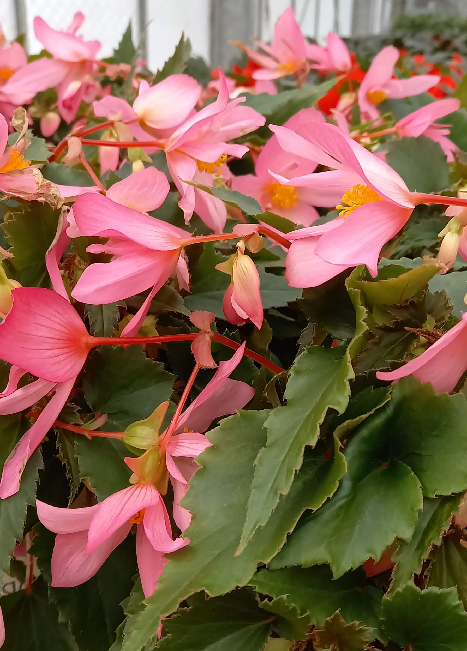Begonie (Begonia boliviensis) 'ShineBright® Pink' T12, hängend