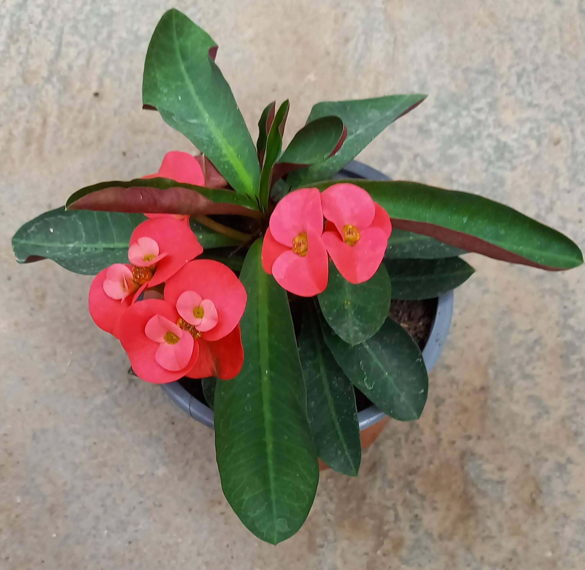 Euphorbia 'Hot Milii' rot T11 
