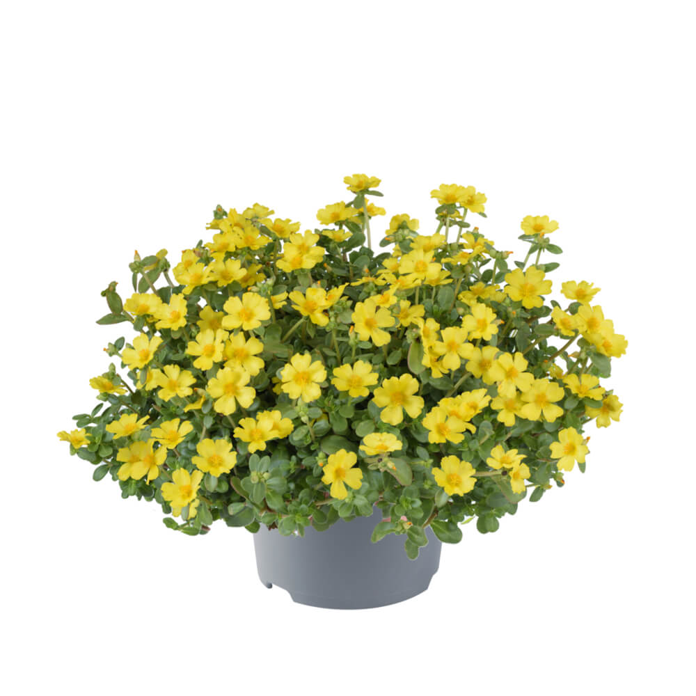 Portulakröschen (Portulaca oleracea) 'Pazzaz Nano™ Yellow' T12 | 336_210