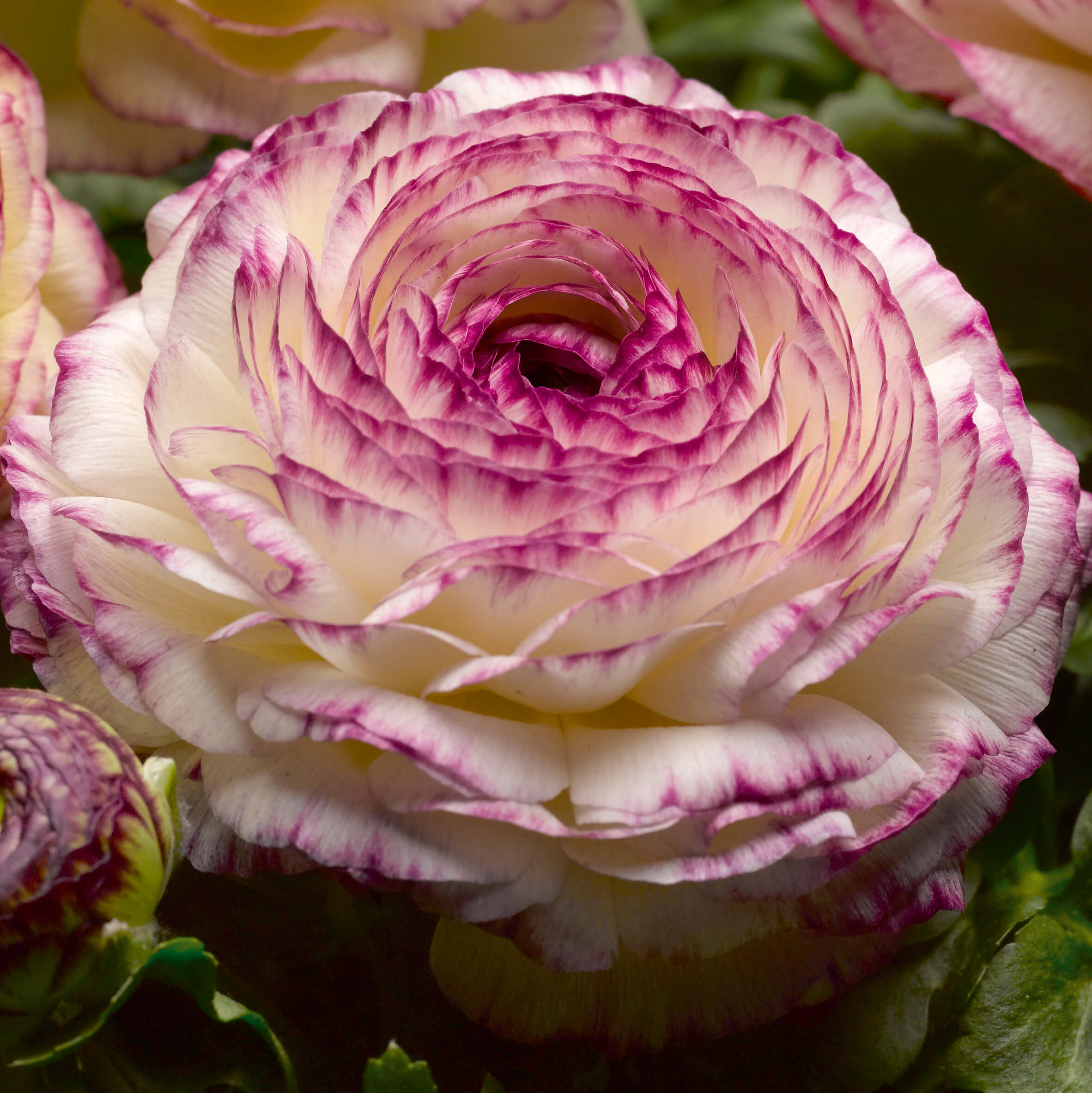 Ranunkel (Ranunculus asiaticus) ' Gambit Vanilla Rose Bicolor' T12 