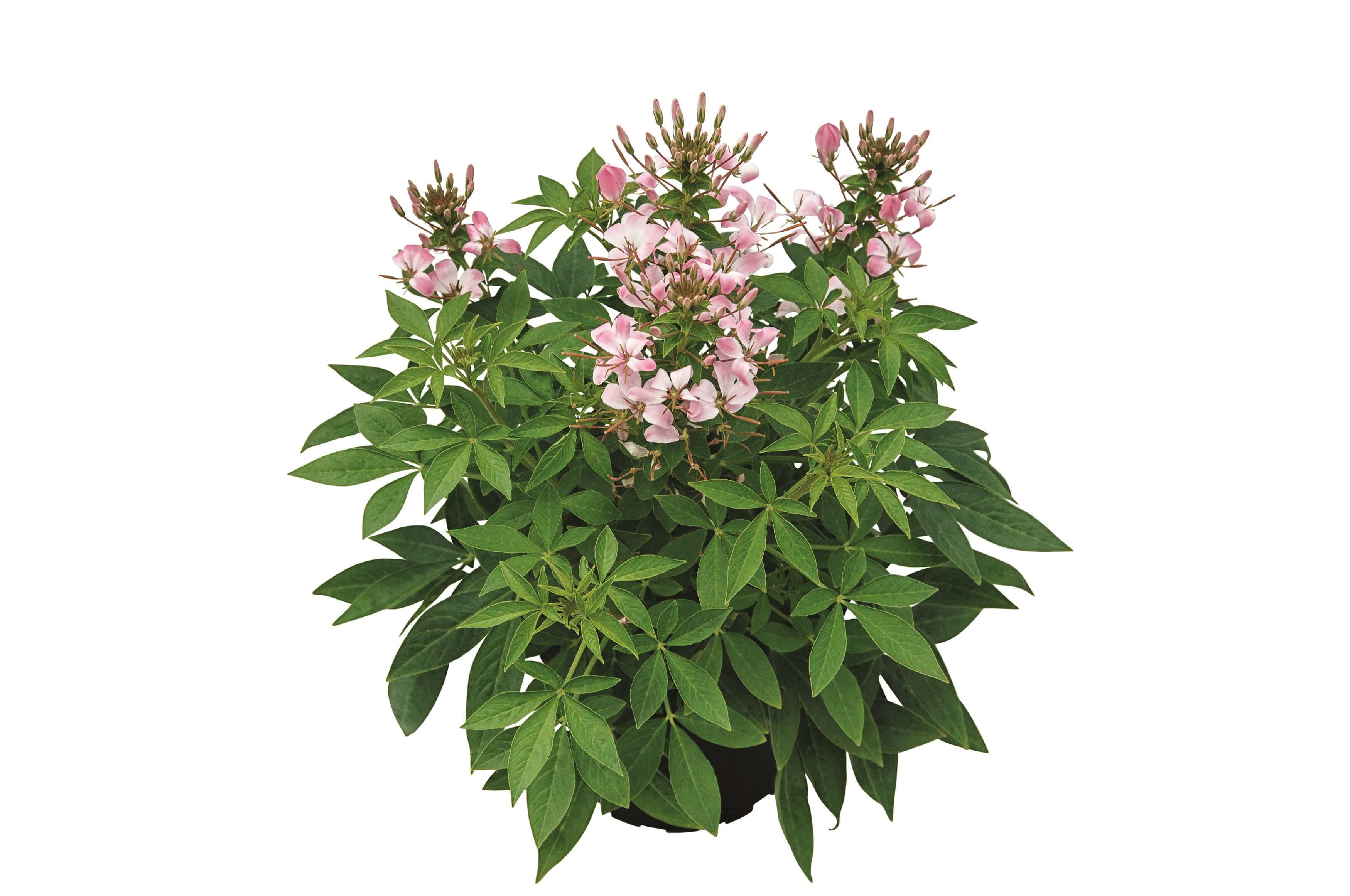 Spinnenblume (Cleome hassleriana) 'Señorita Carolina' T12  