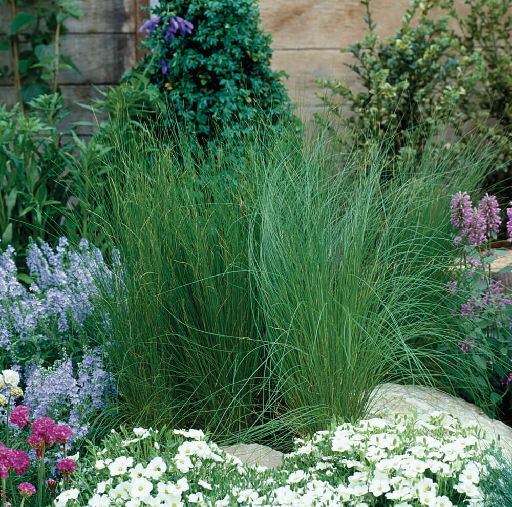 Engelshaargras/Federgras (Stipa tenuissima) 'Ponytails' T12  - winterhart 