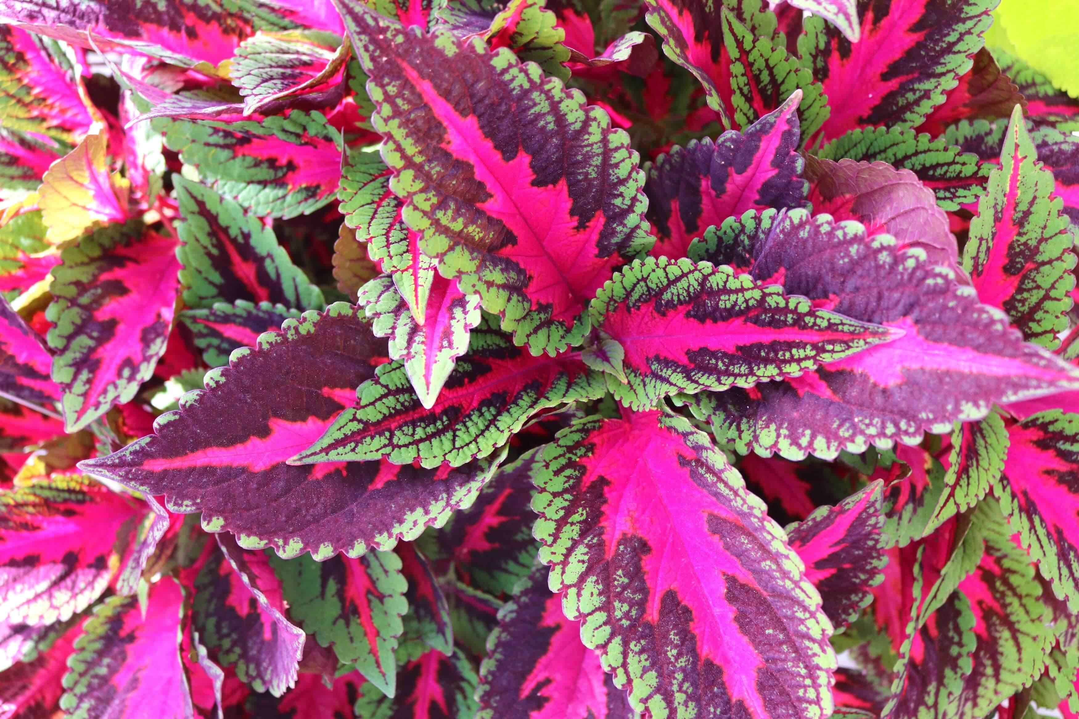 Buntnessel (Coleus blumei) 'Ruby Road' T12