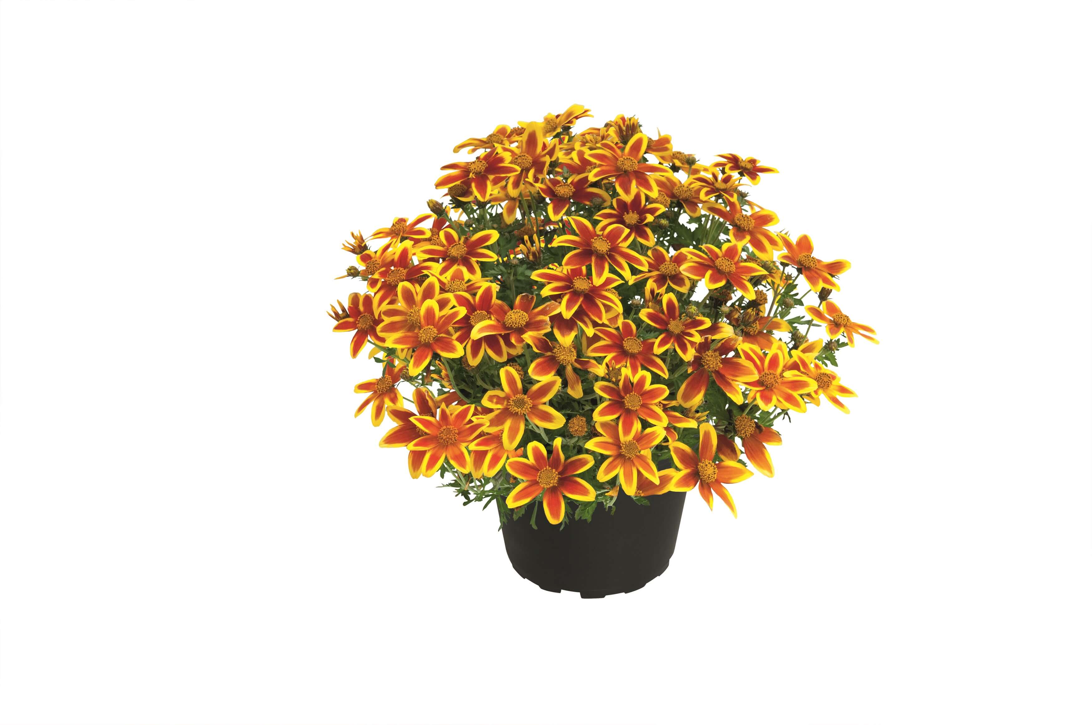 Zweizahn/ Goldmarie (Bidens ferulifolia) 'Mini Bee Crown' T12