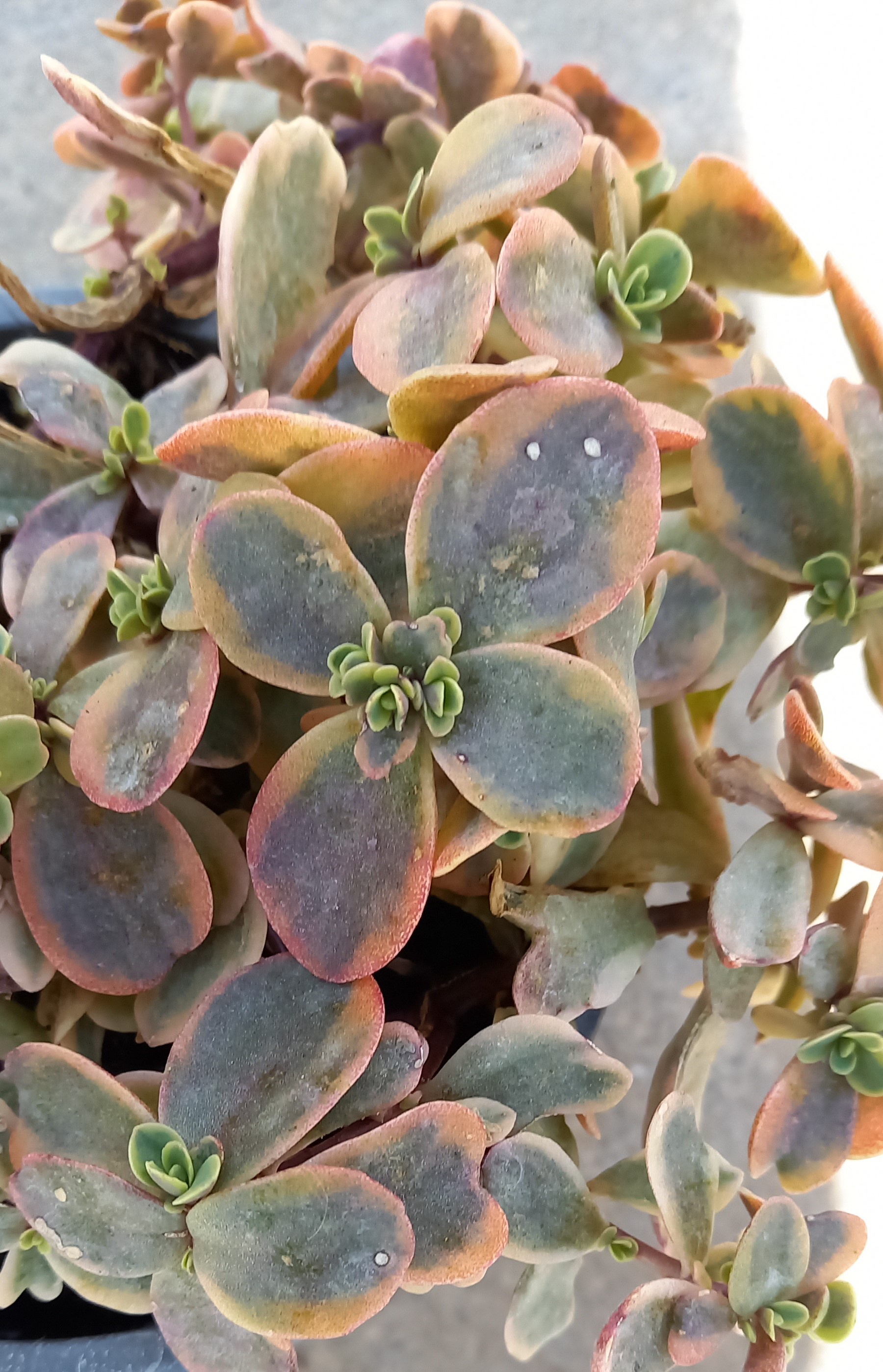 Mauerpfeffer (Sedum) 'Sunsparkler™ Wildfire' T12 - winterhart 