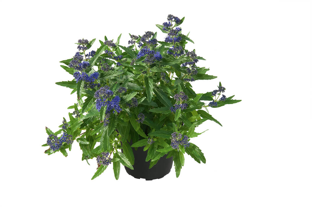 Bartblume (Caryopteris x clandonensis) 'Blue Gem' T13 - winterhart
