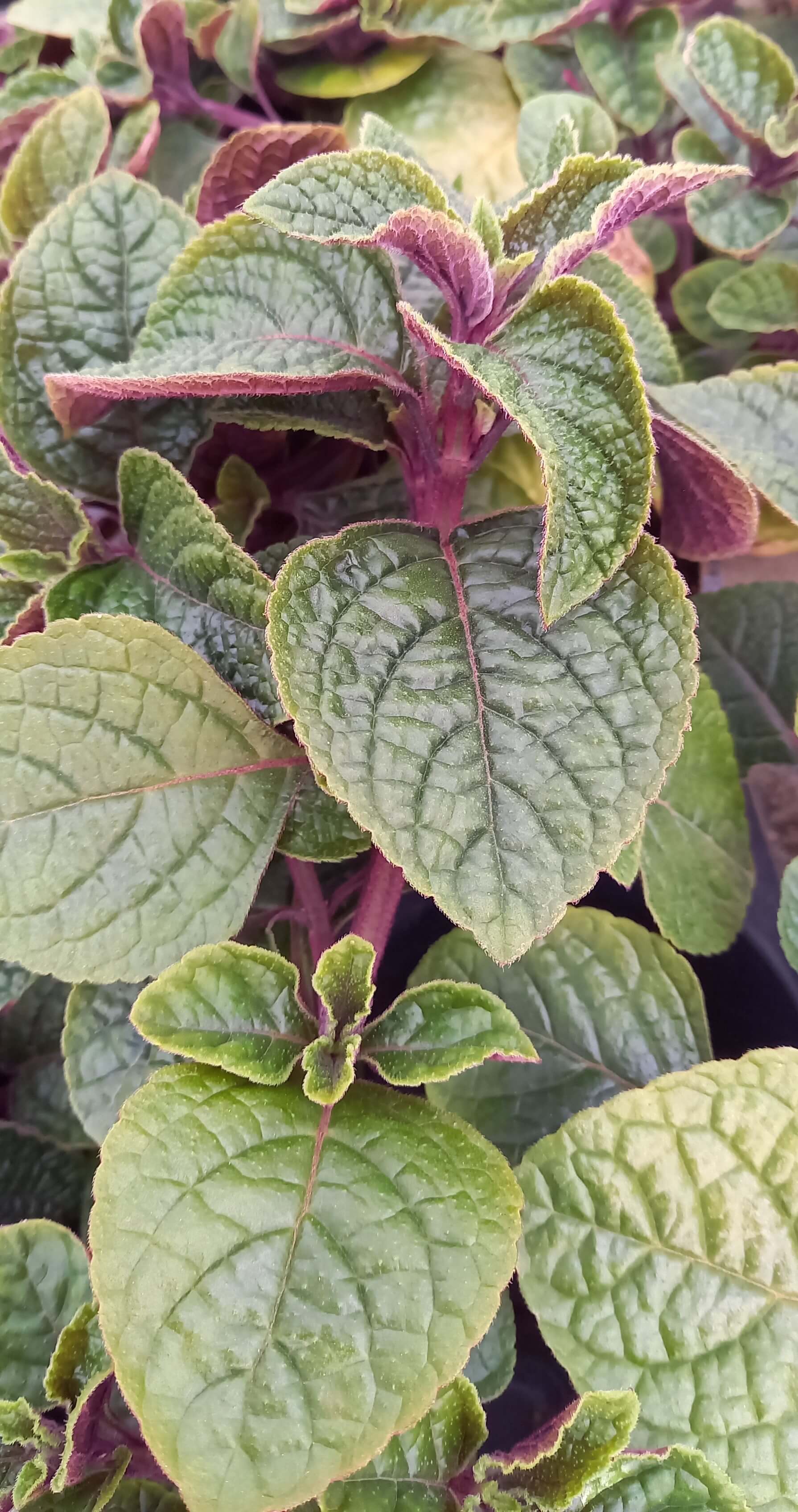 Weihrauch (Plectranthus) 'Nikki' T11