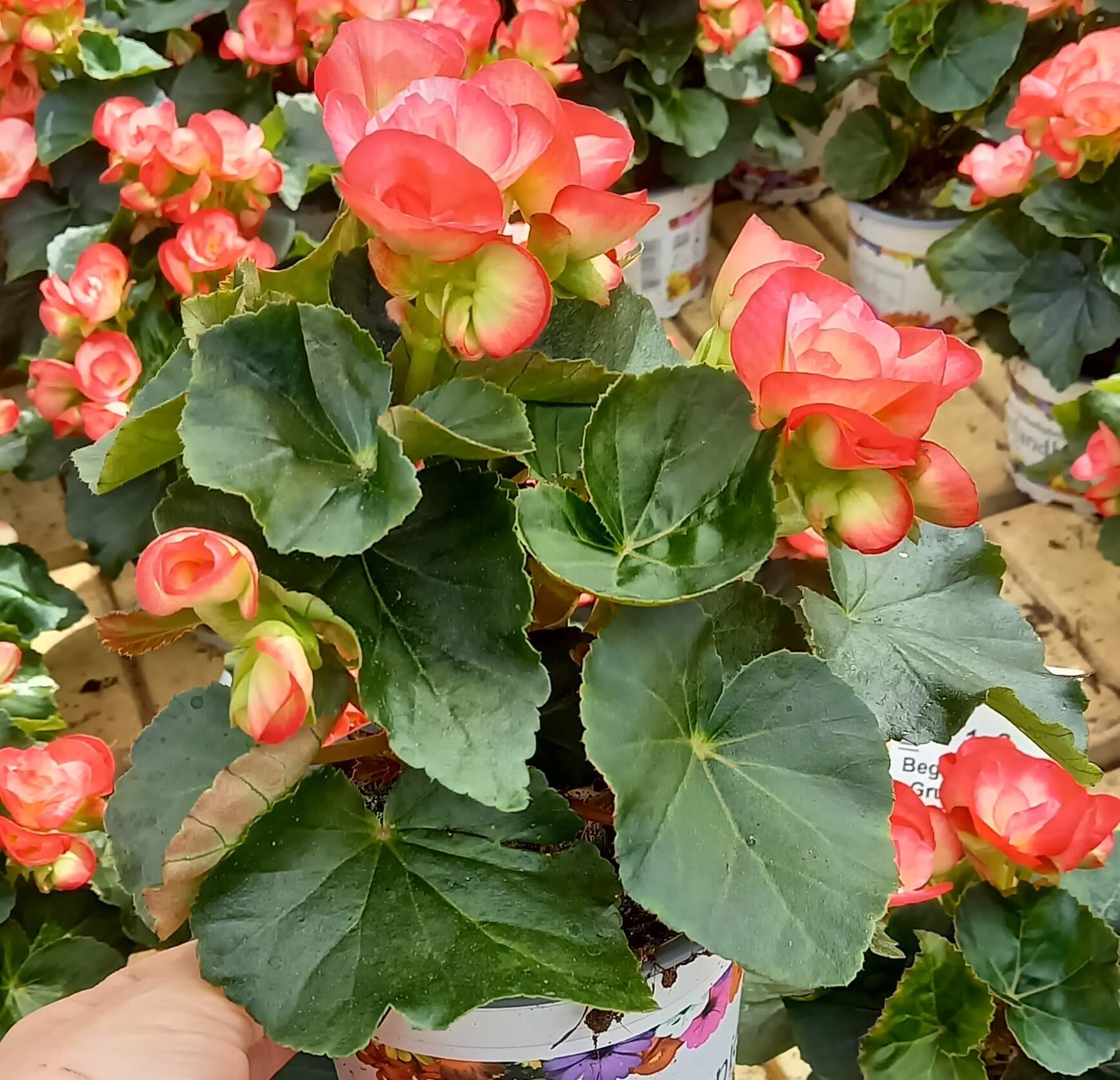 Freilandbegonie (Begonia) 'Peggy' T12