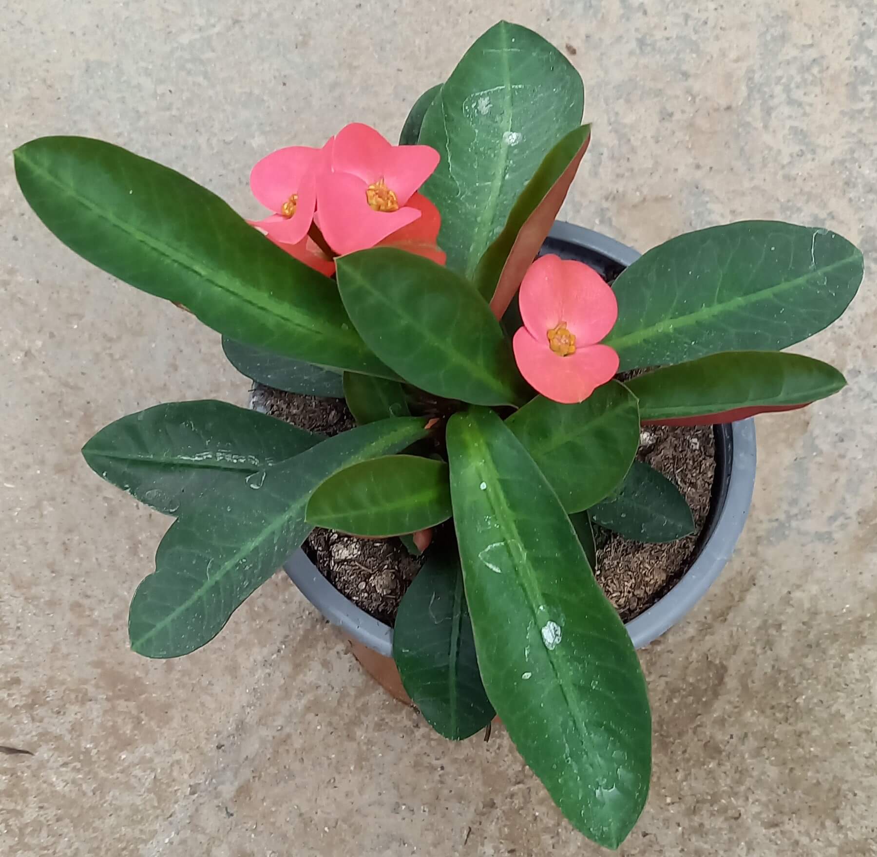 Euphorbia 'Hot Milii' rot T11 