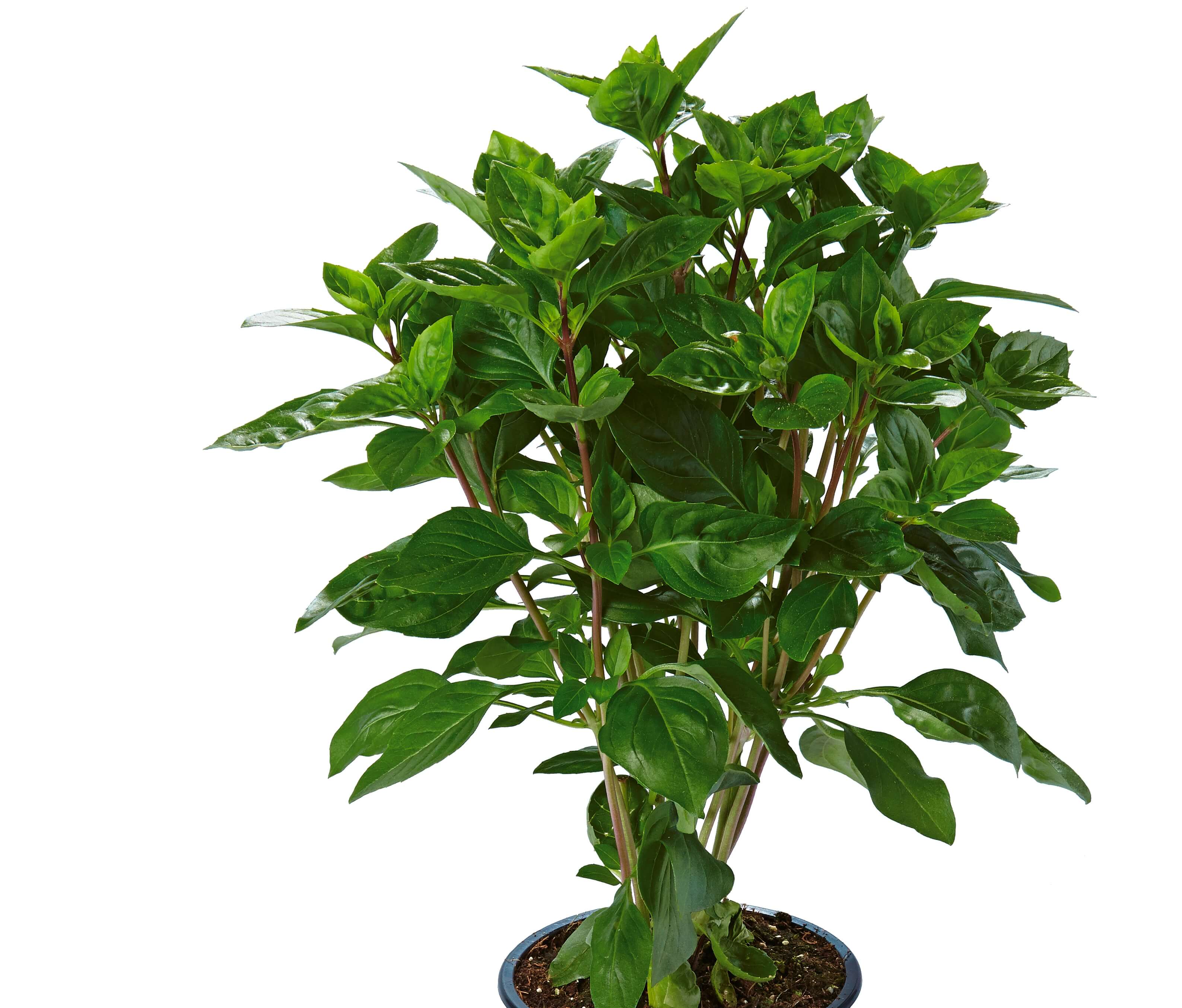 Garten-Basilikum (Ocimum x basilicum) 'Tauris®' T12