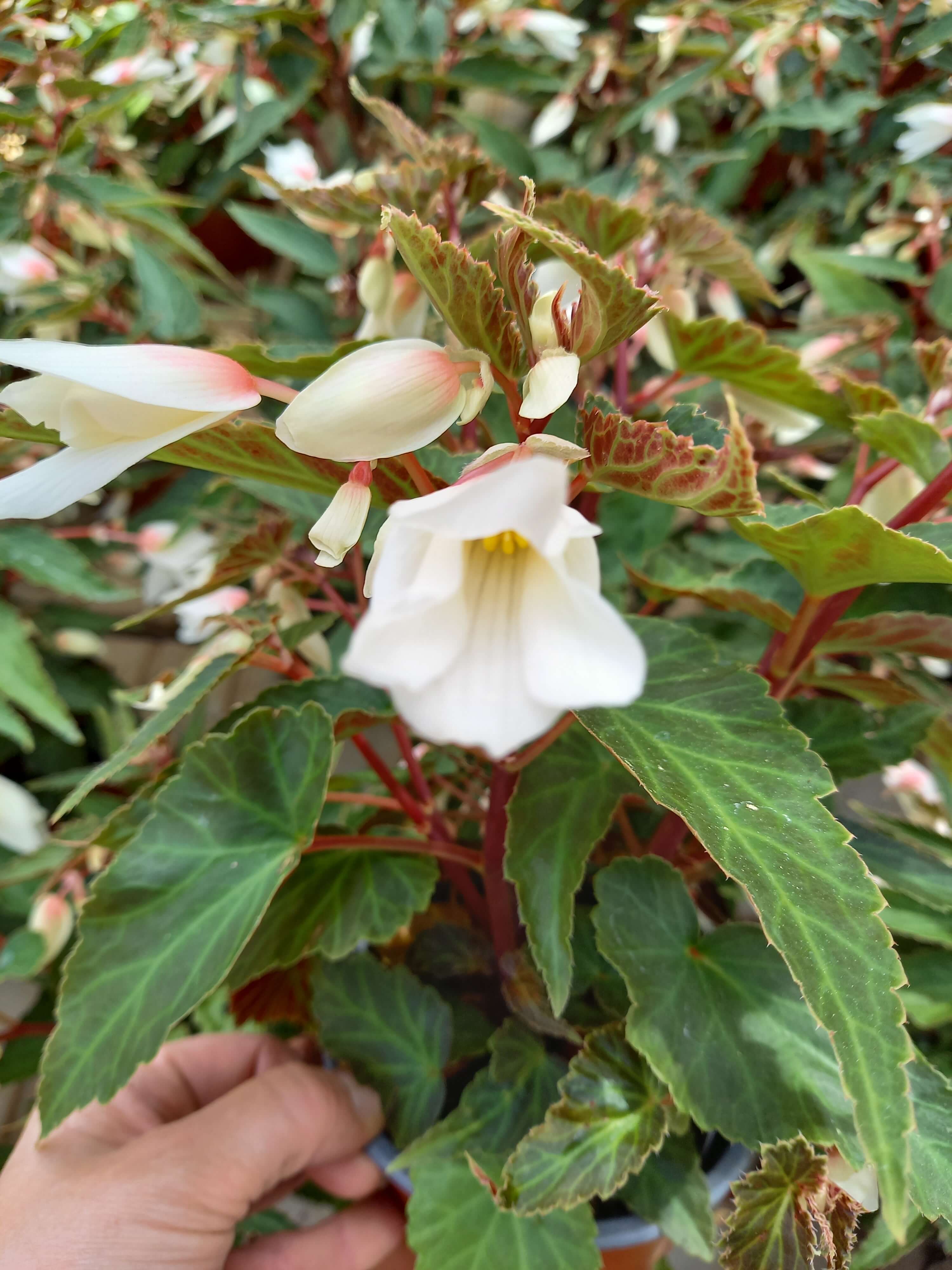 Begonie (Begonia boliviensis) 'Bossa Nova Pure White' T12, überhängend