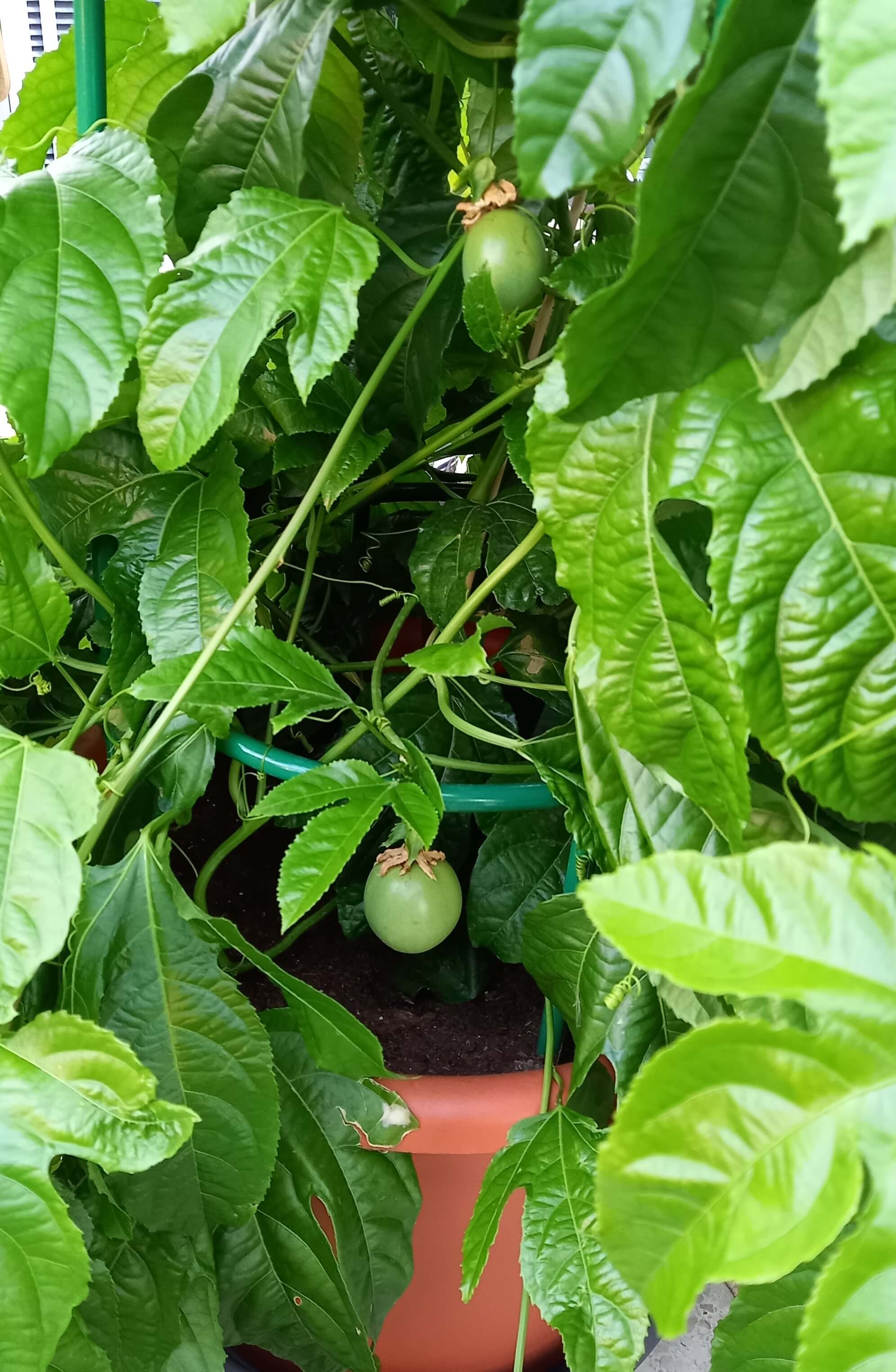 Maracuja Suntropics © Kunde Ostrach Maracuja - Passionsfrucht (Passiflora edulis) 'Suntropics®' T17, rankend