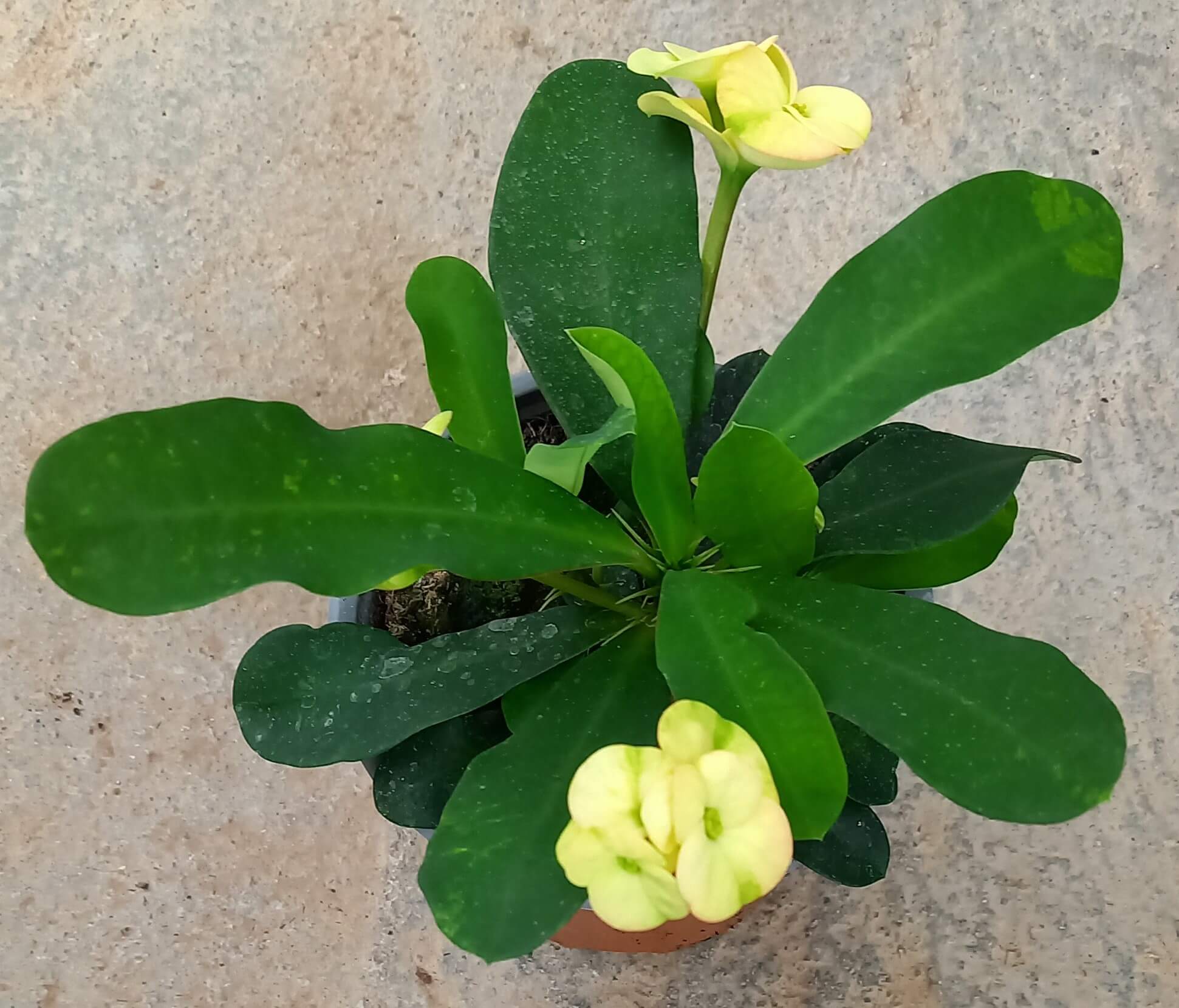 Euphorbia 'Hot Milii' creme T11