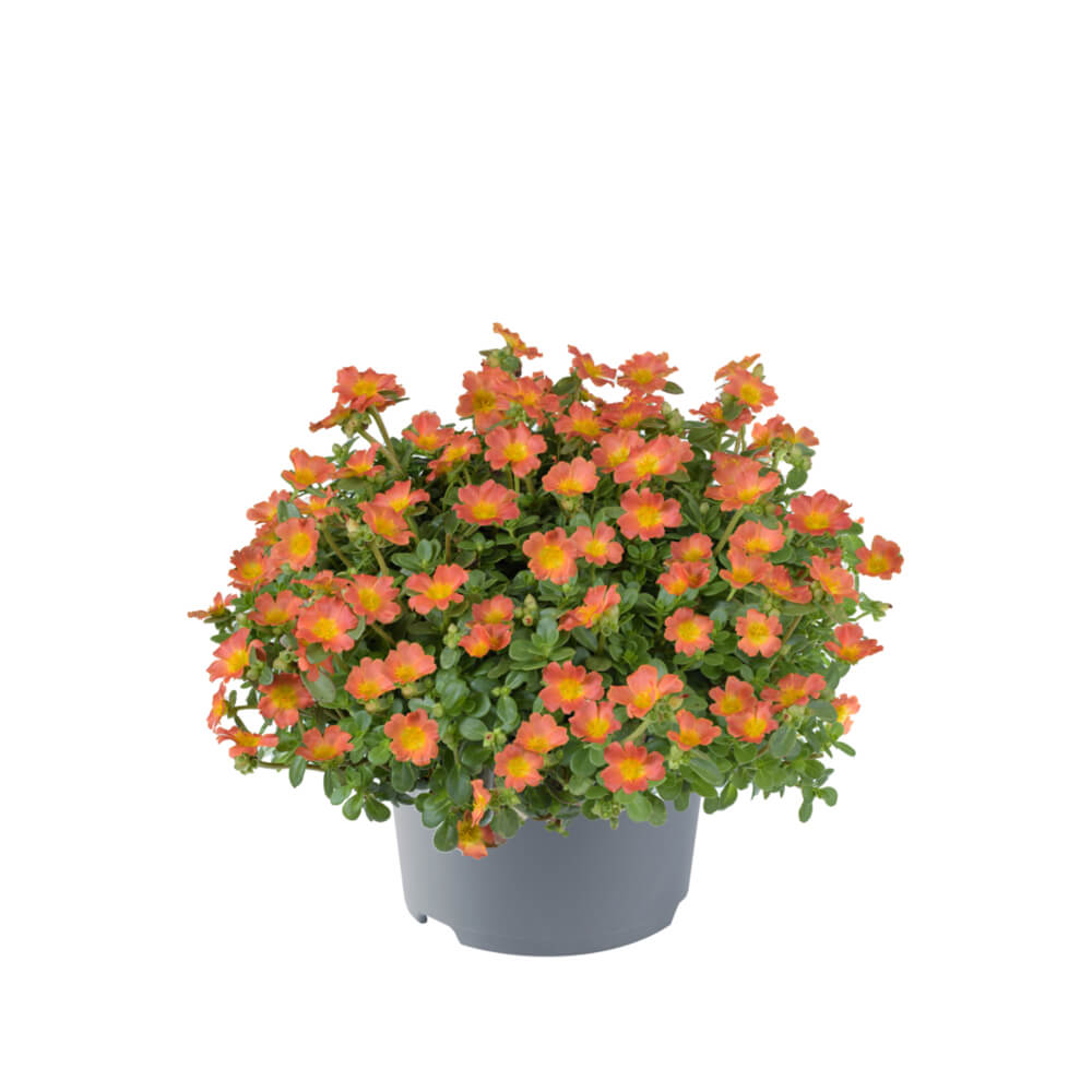 Portulak-Röschen (Portulaca)