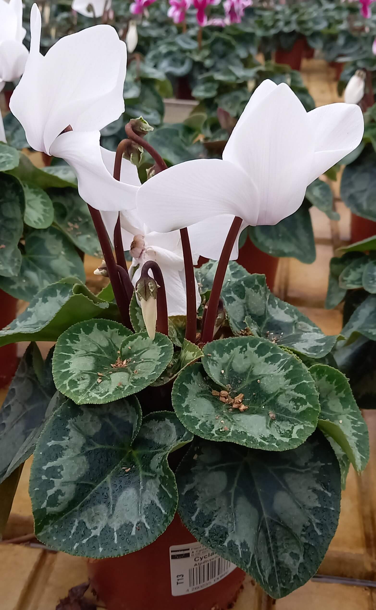 Alpenveilchen (Cyclamen persicum) 'Halios® Blanc Pur' T13